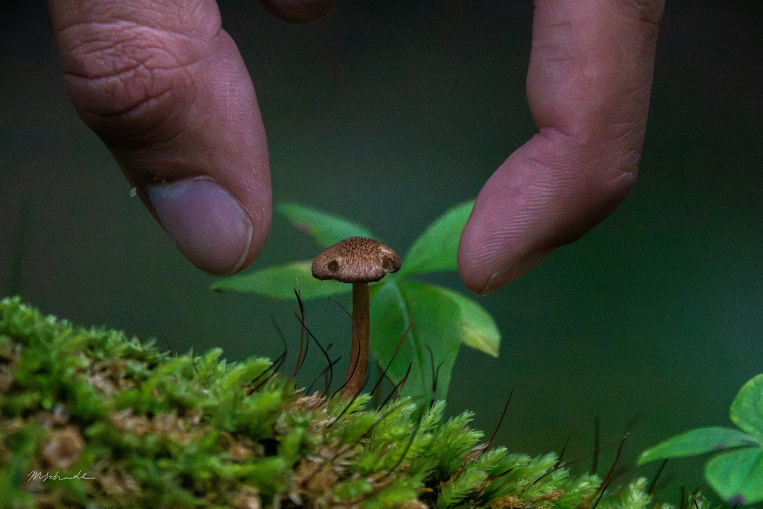Petite Mushroom & fingers.jpg