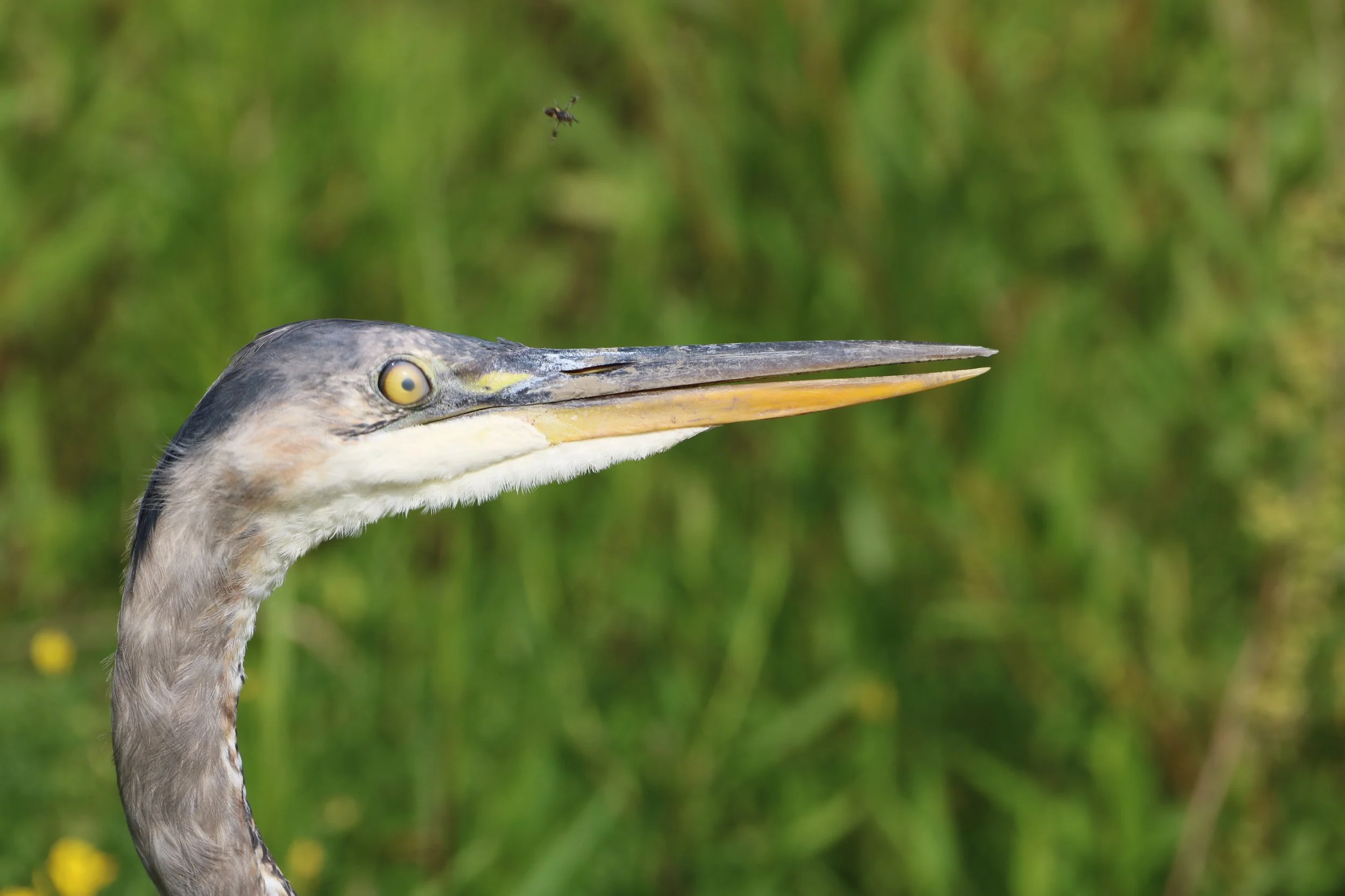 Great Blue Heron is not photo ready