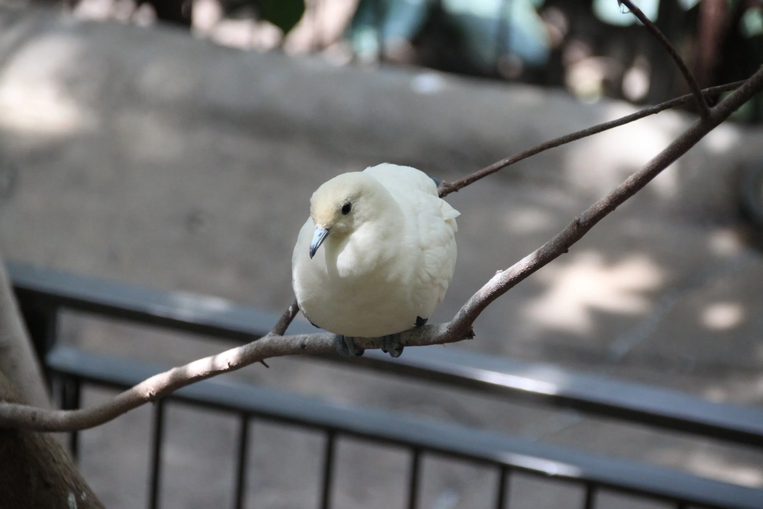 Pied Impertial Pigeon 1.JPG