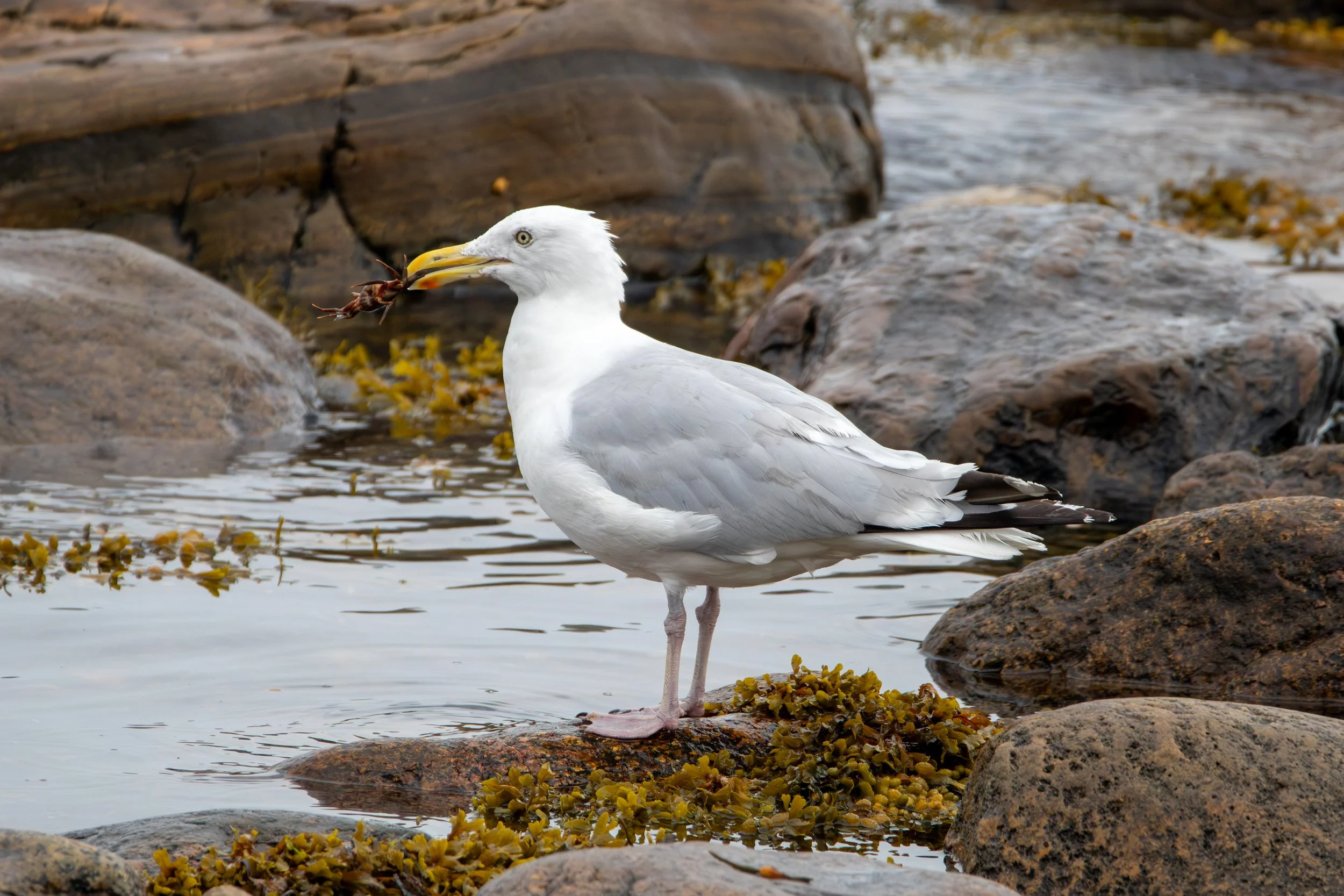 Gros Morne National Park, NL, 2026-08-17
