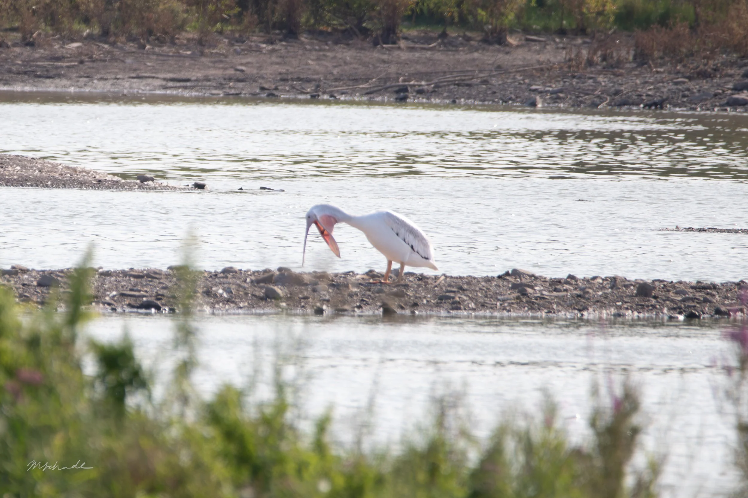 American White Pelican (1).jpg