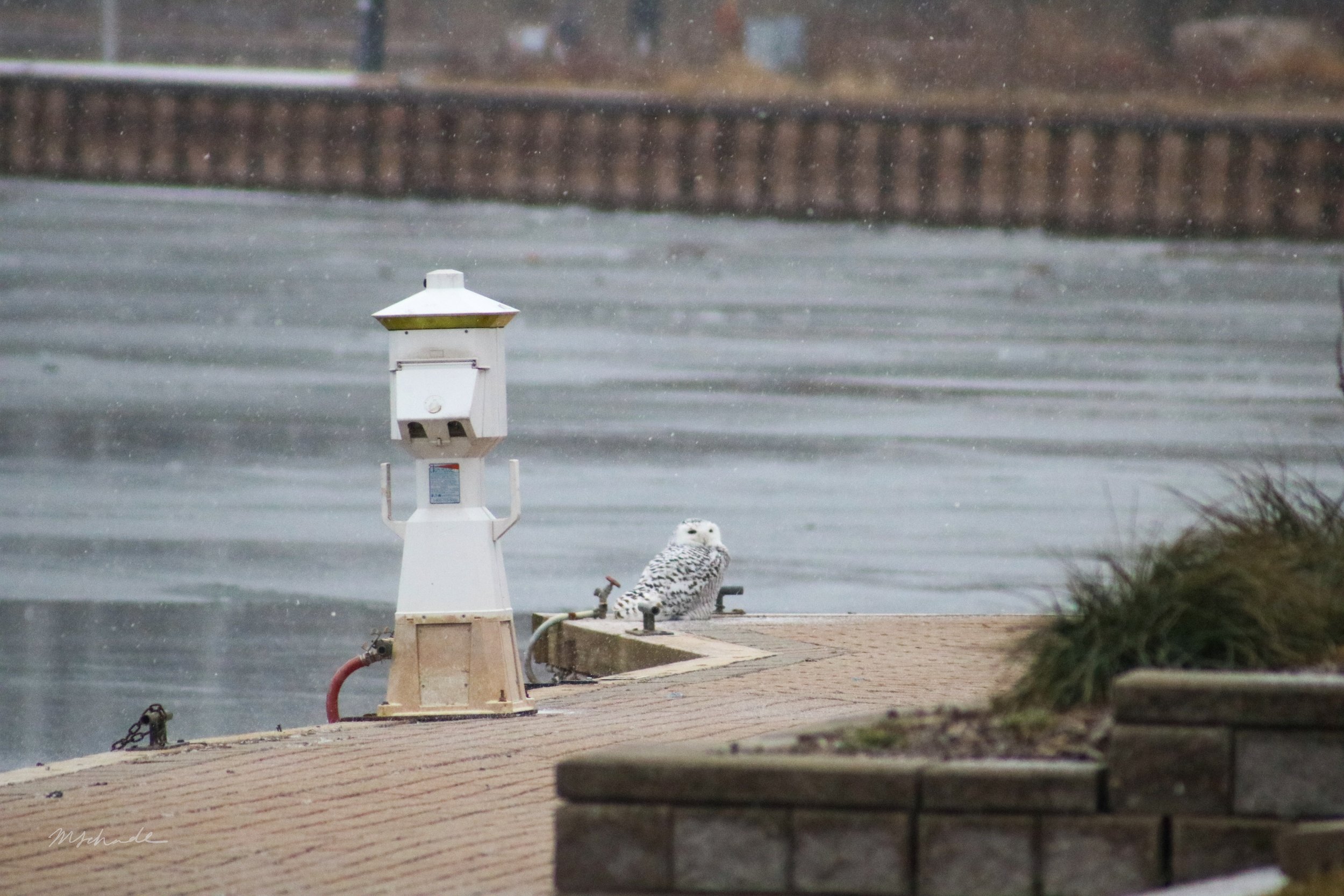 Bronte, ON, 2021-01-26