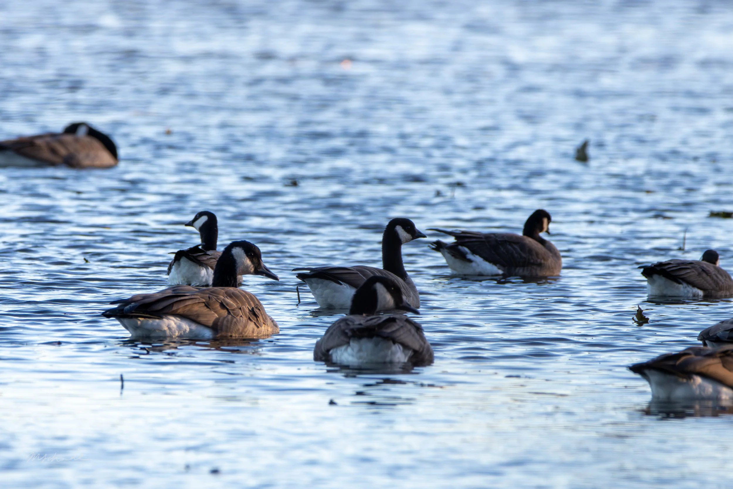 Cambridge, ON, 2026-10-18 (+ Canada Geese)