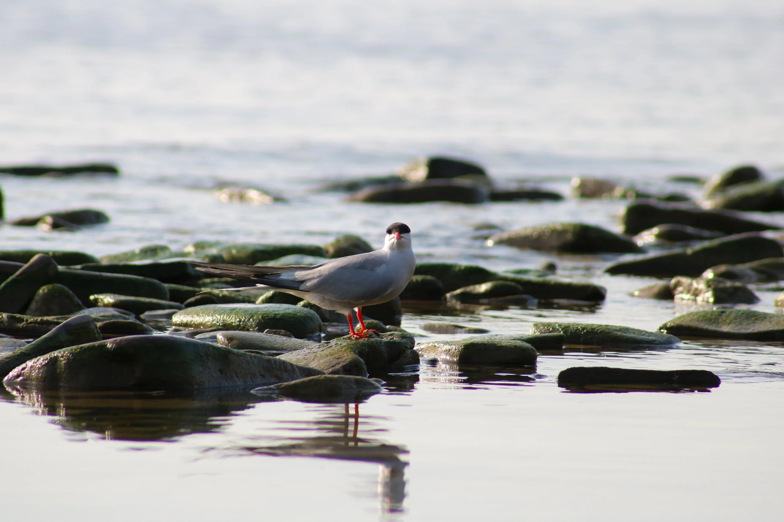 Bronte, ON, 2026-07-01