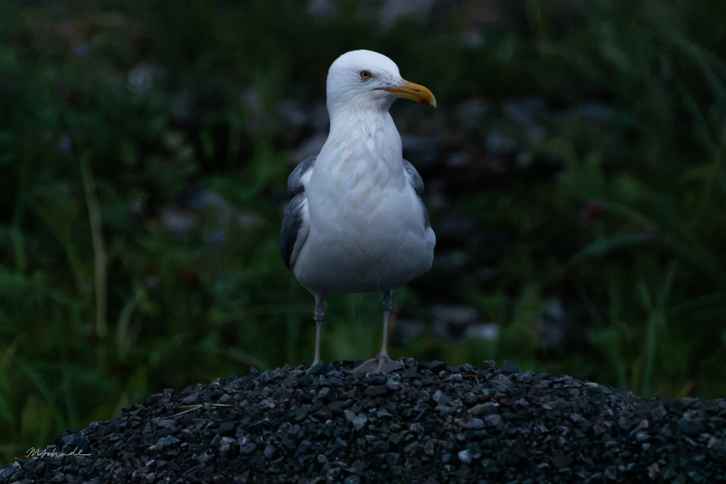 Cow Head, NL, 2026-08-04