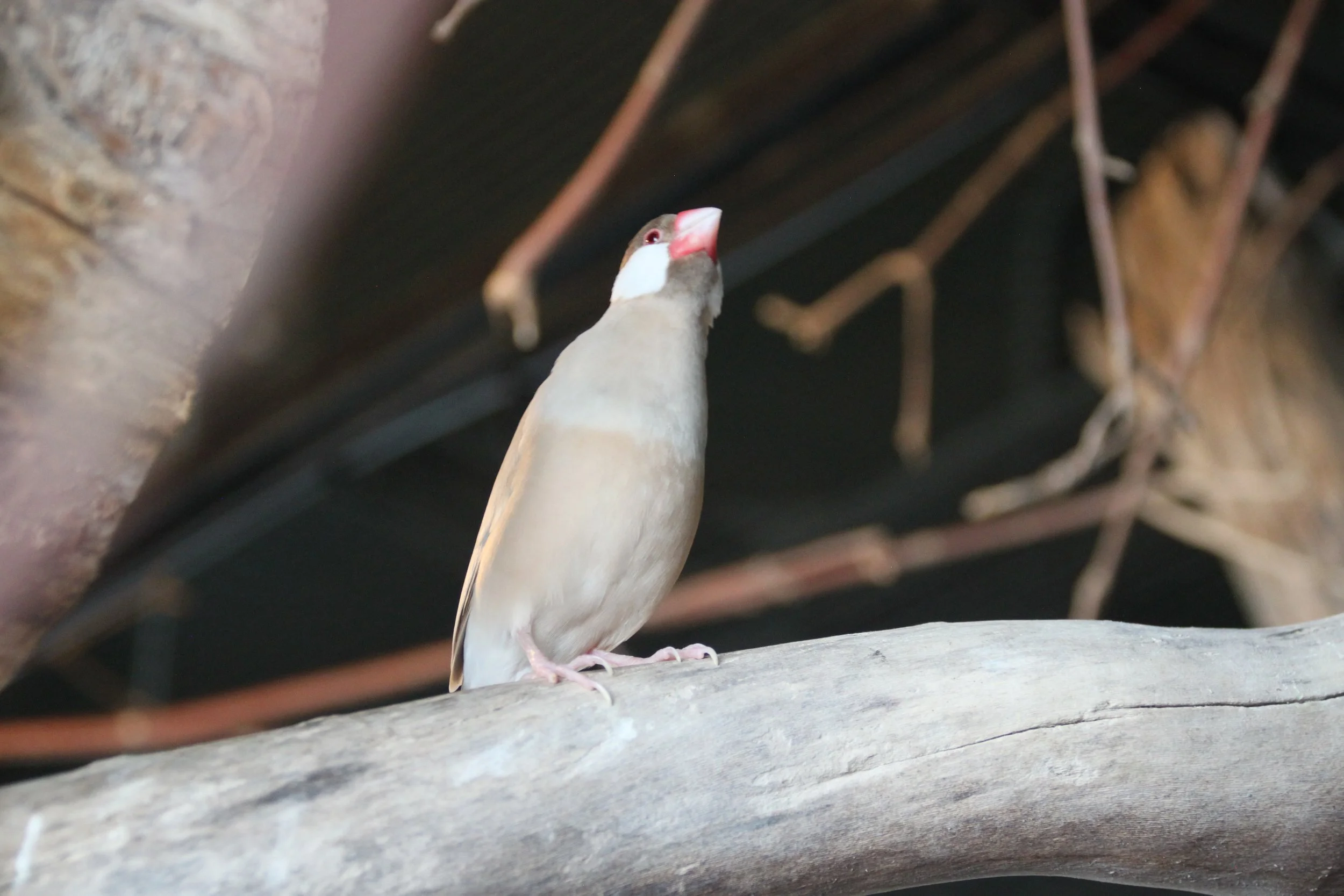 Java Sparrow 3.JPG