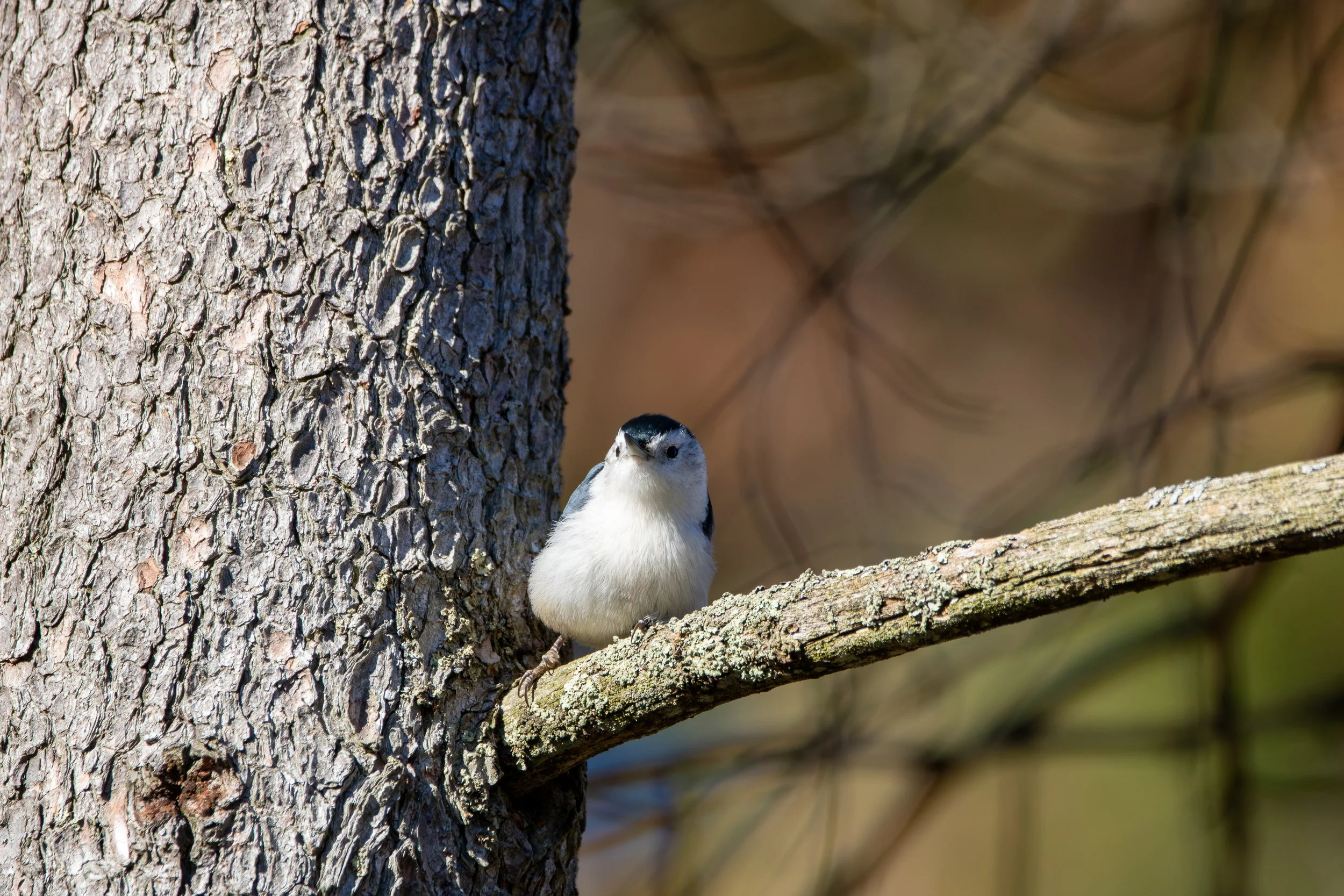 White-breasted Nuthatch (3).jpg