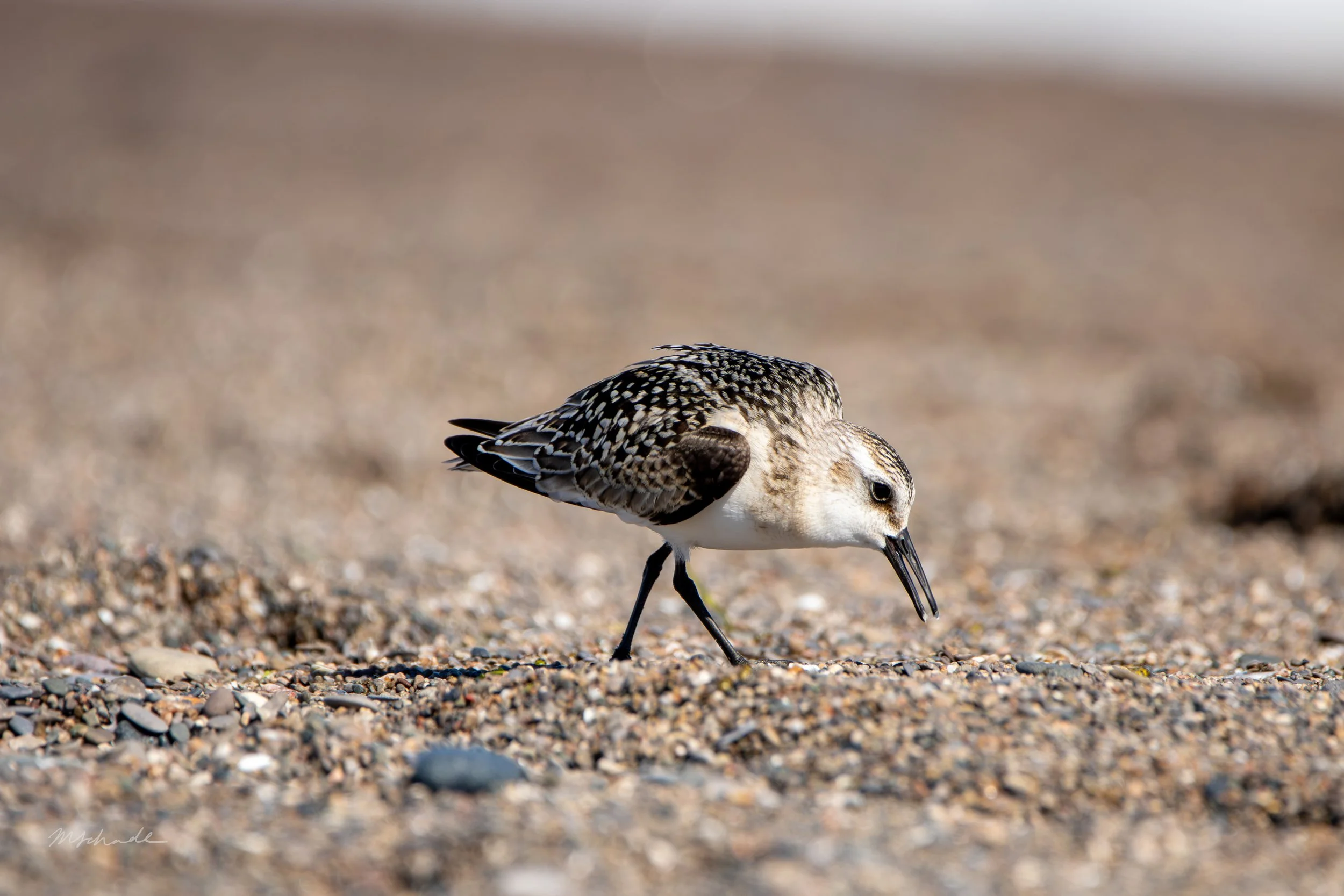 Point Pelee NP, ON, 2026-09-18