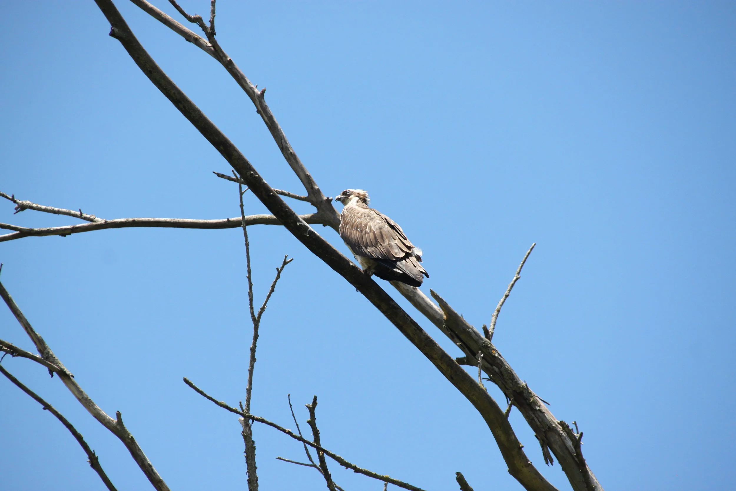 IMG_7312.JPG