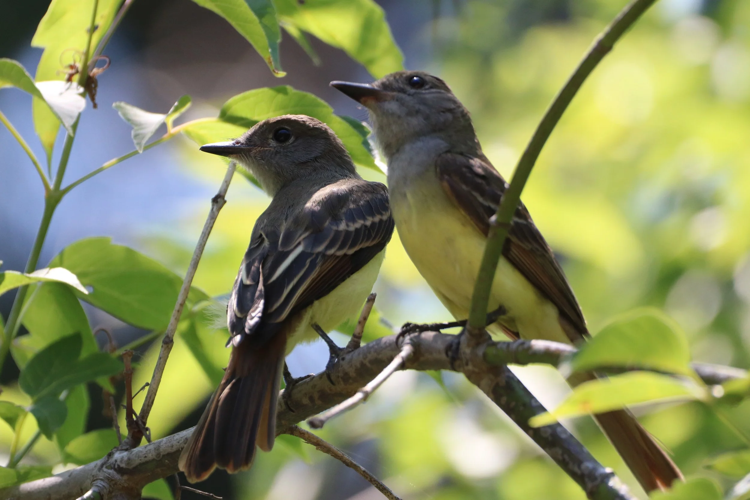 Great Crested Flycatcher couple