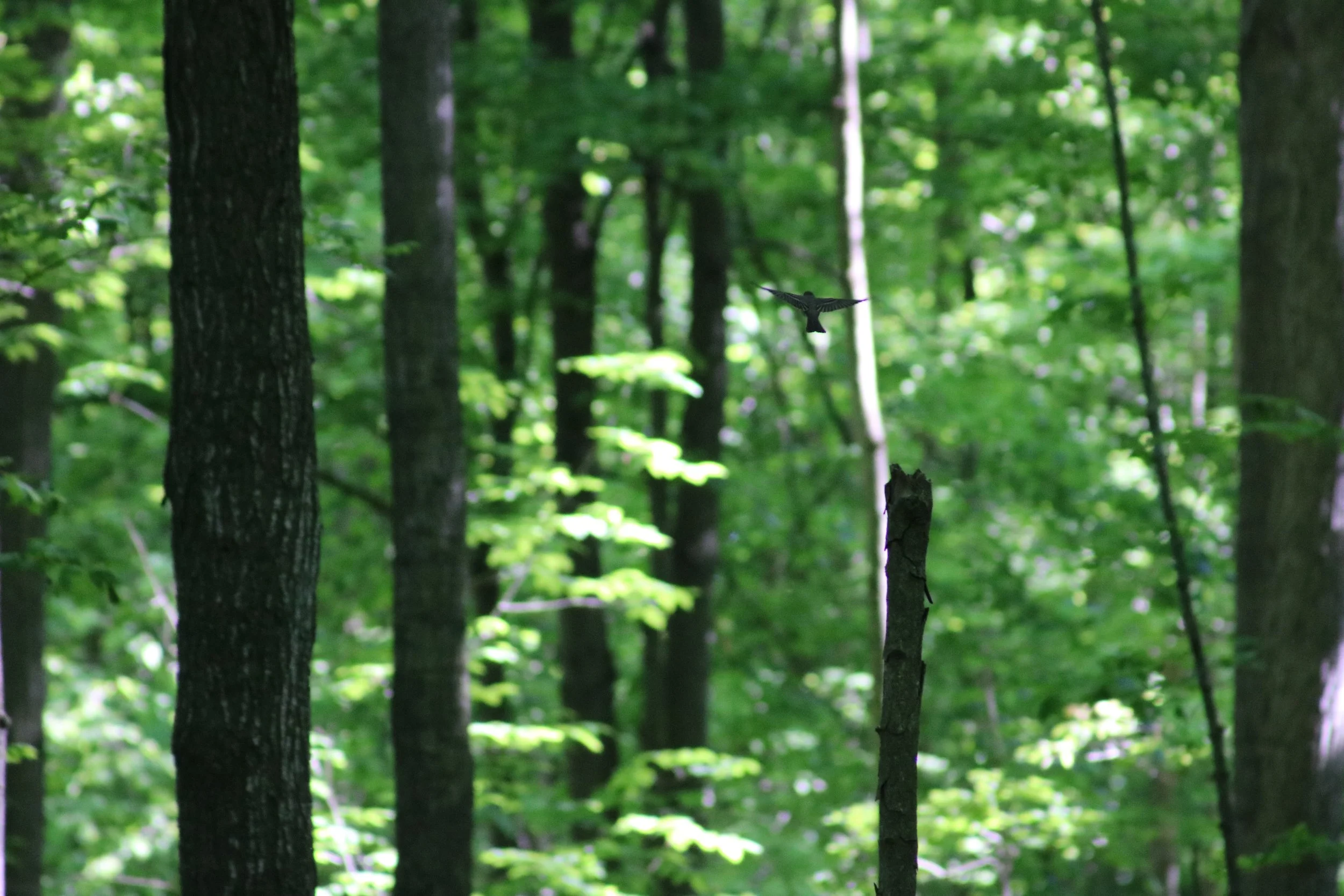 North Dumfries, ON, 2026-06-03