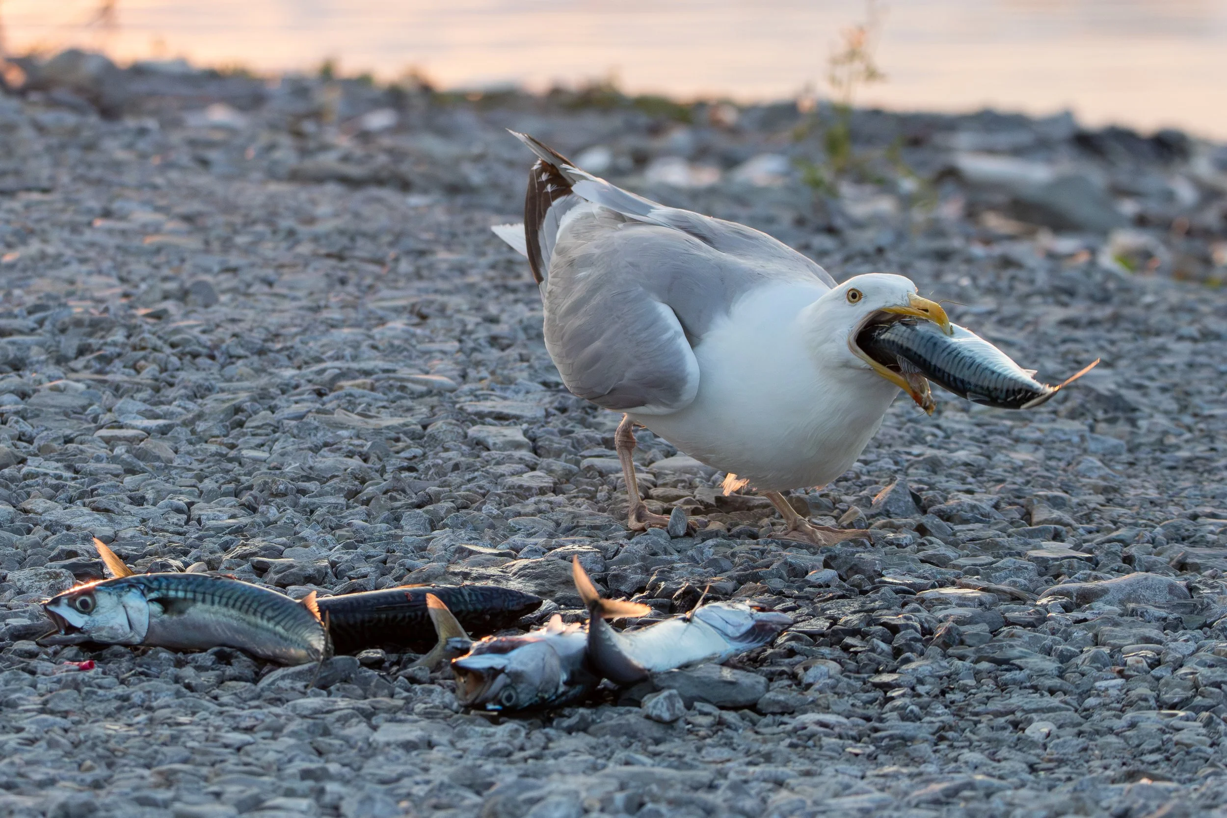 Cow Head, NL, 2026-08-09