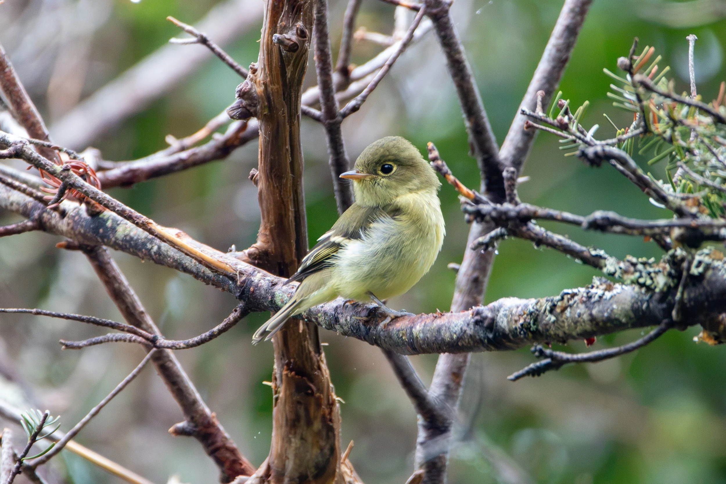 Noble Flycatcher