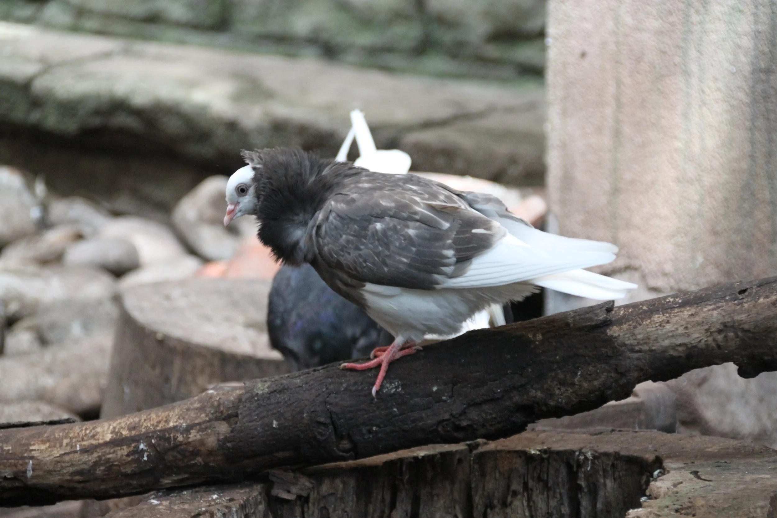 Old Dutch Capuchine Pigeon 2.JPG