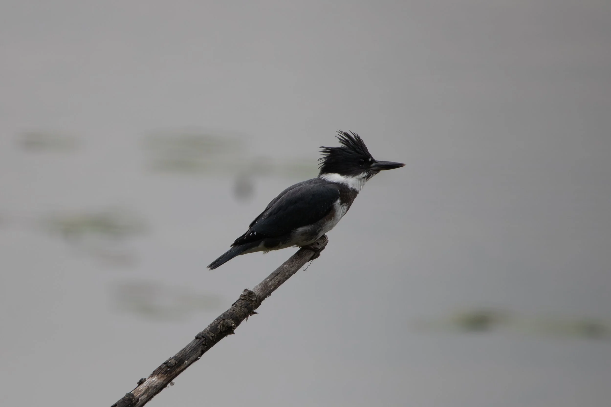 #2 Belted Kingfisher