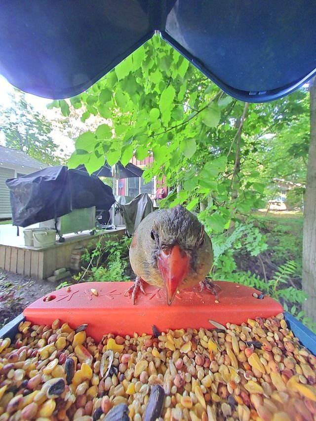 Ruby the Northern Cardinal.jpg
