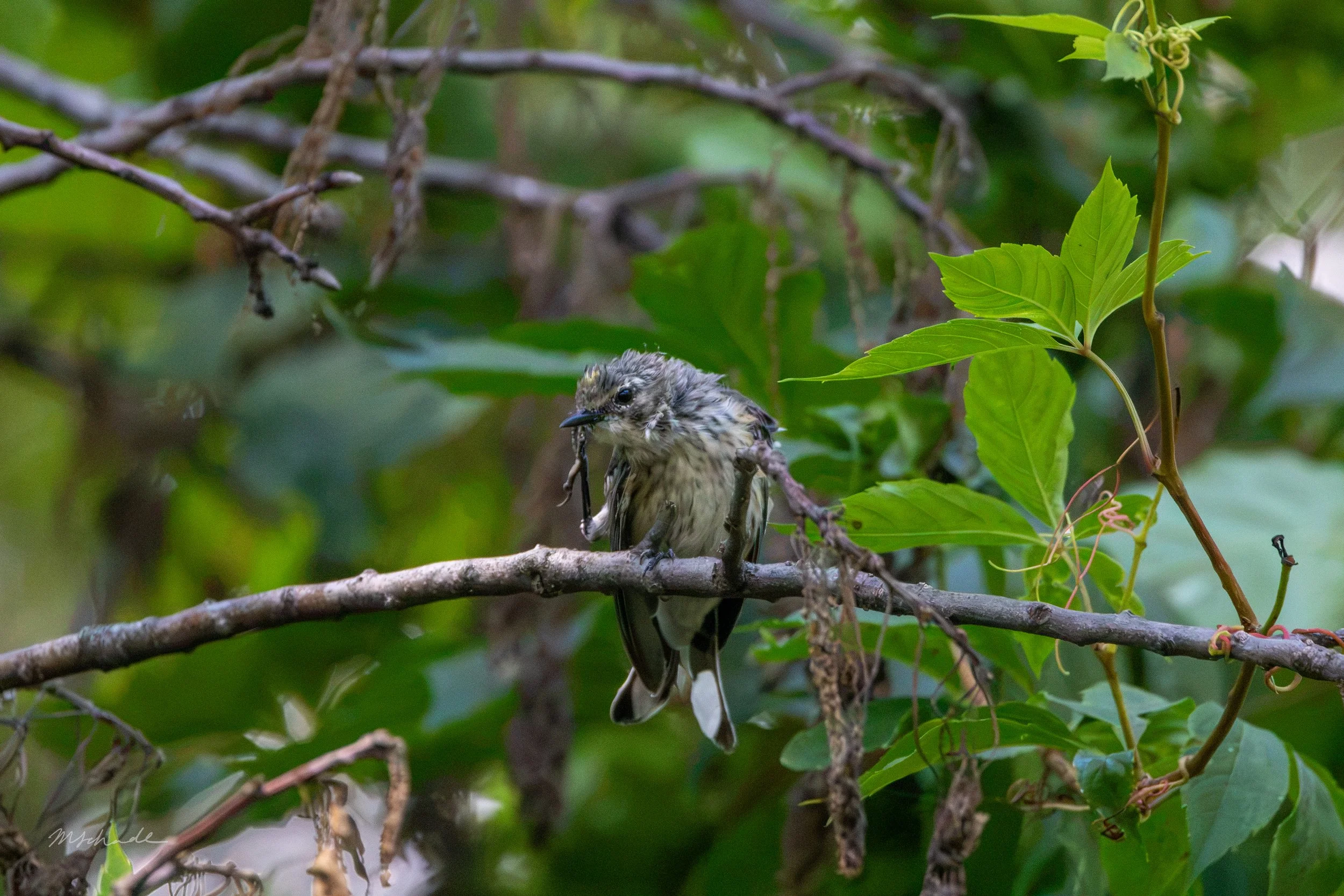 Yellow-rumped Warbler scraggly.jpg