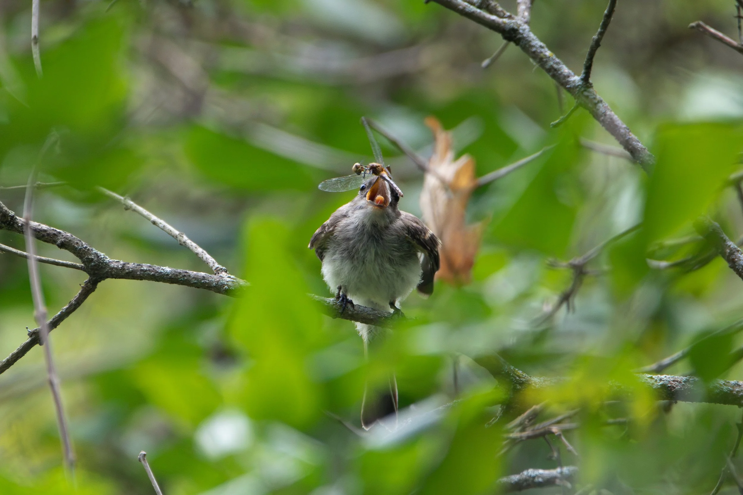 Eastern Wood Pewee does a Cartoon munch