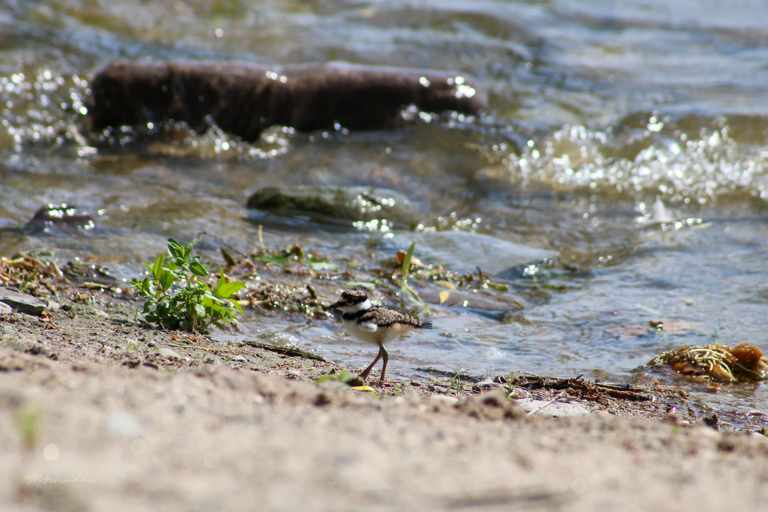 Bronte, ON, 2026-06-30