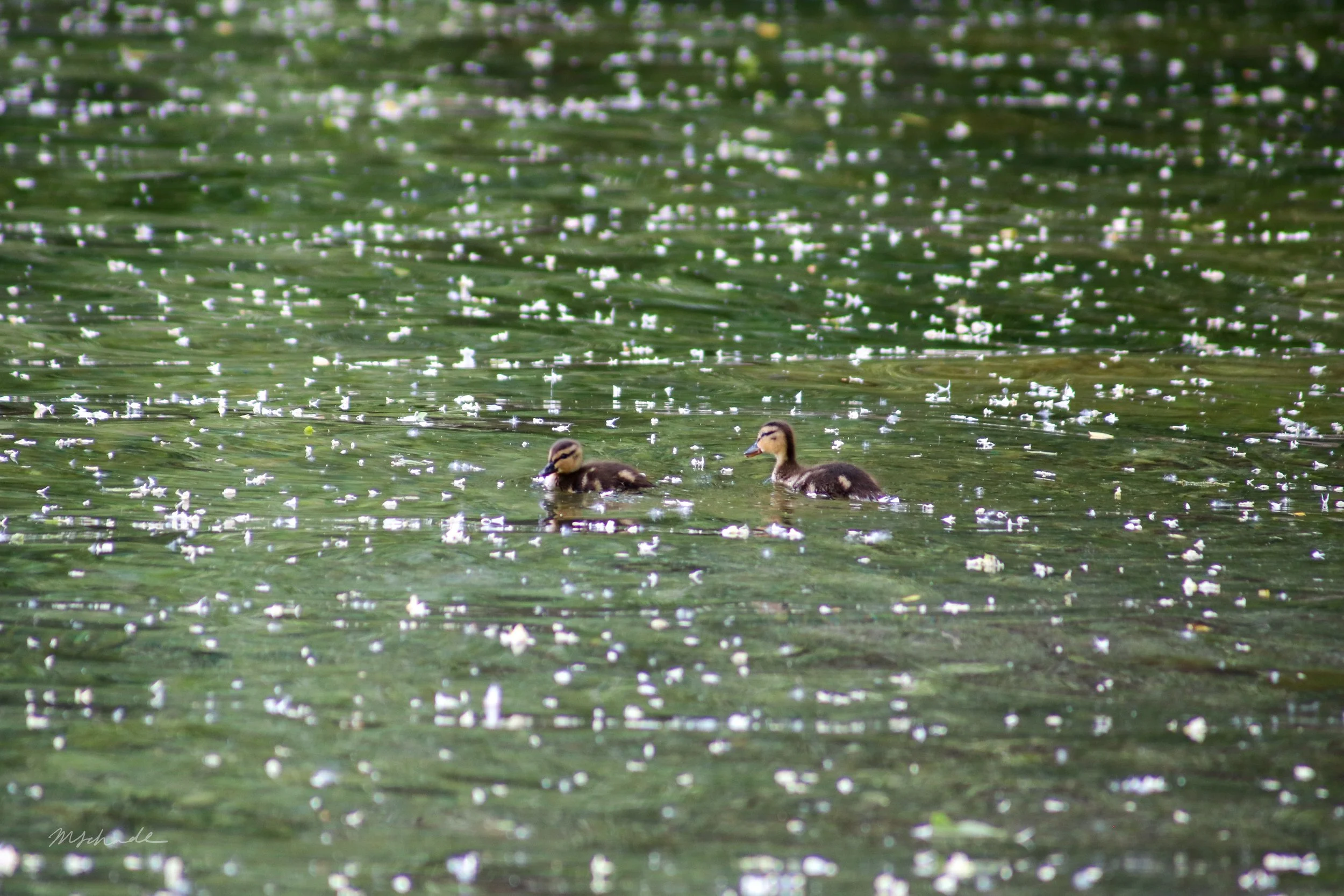 Bronte, ON, 2026-06-12