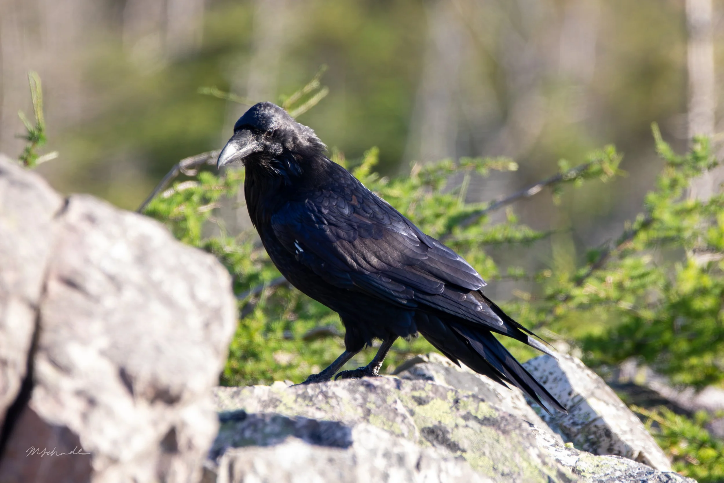 Gros Morne National Park, NL, 2026-08-13