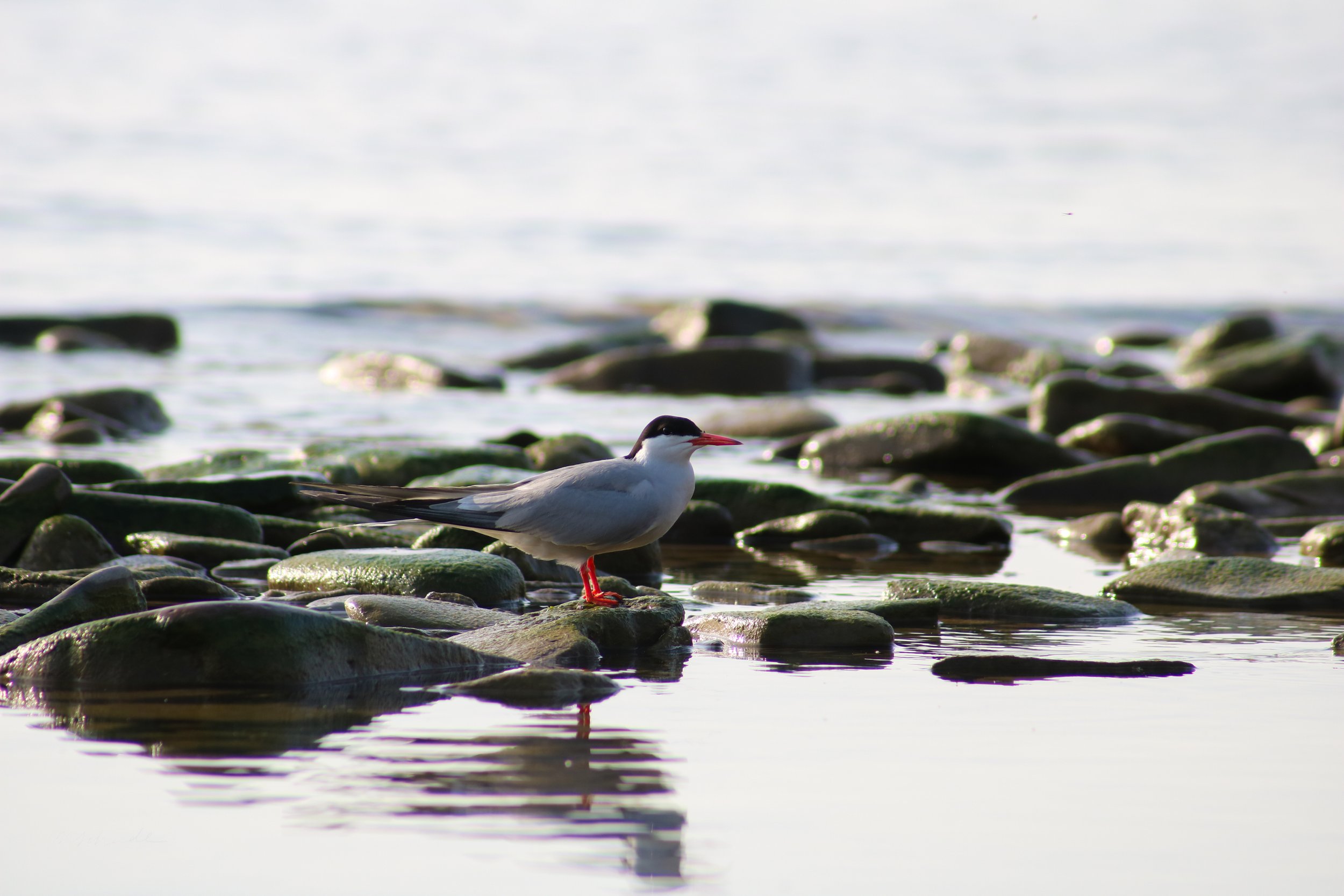 Bronte, ON, 2026-07-01