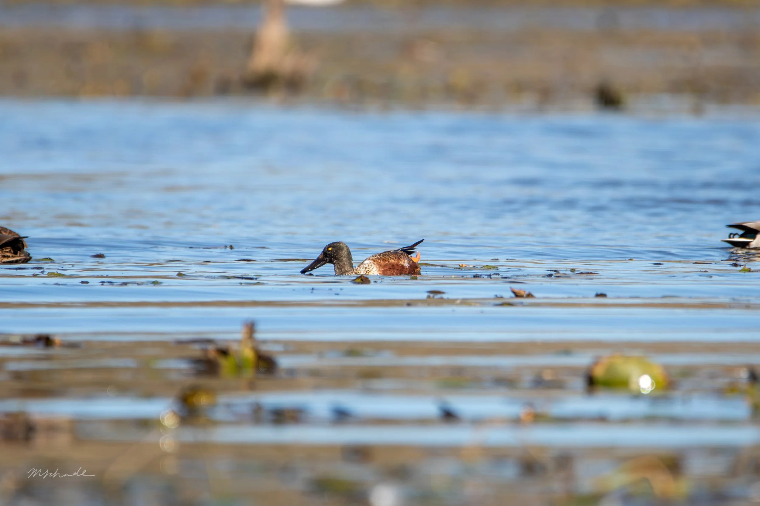 Northern Shoveler (2).jpg