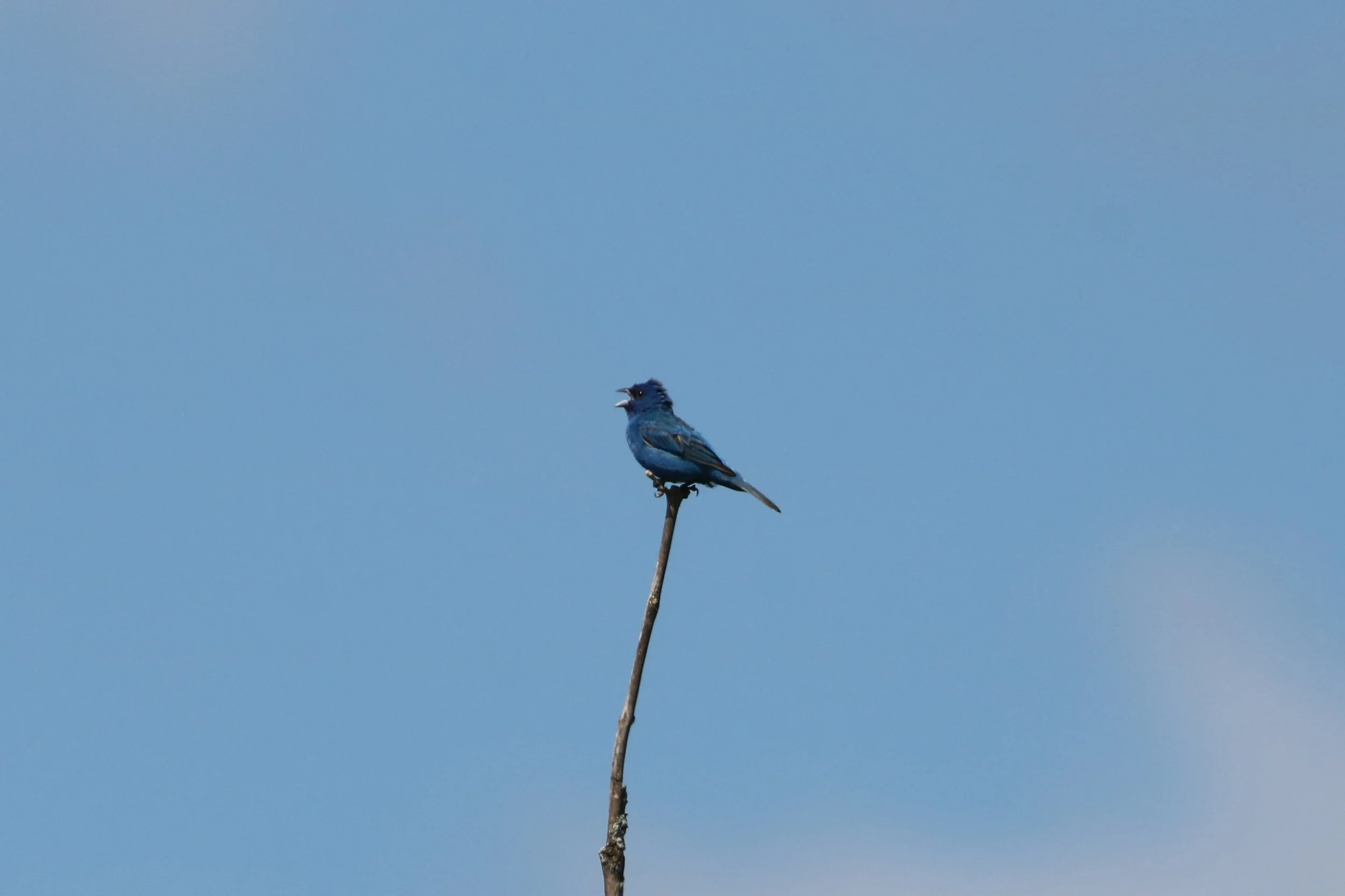 Stoney Creek, ON, 2026-07-19