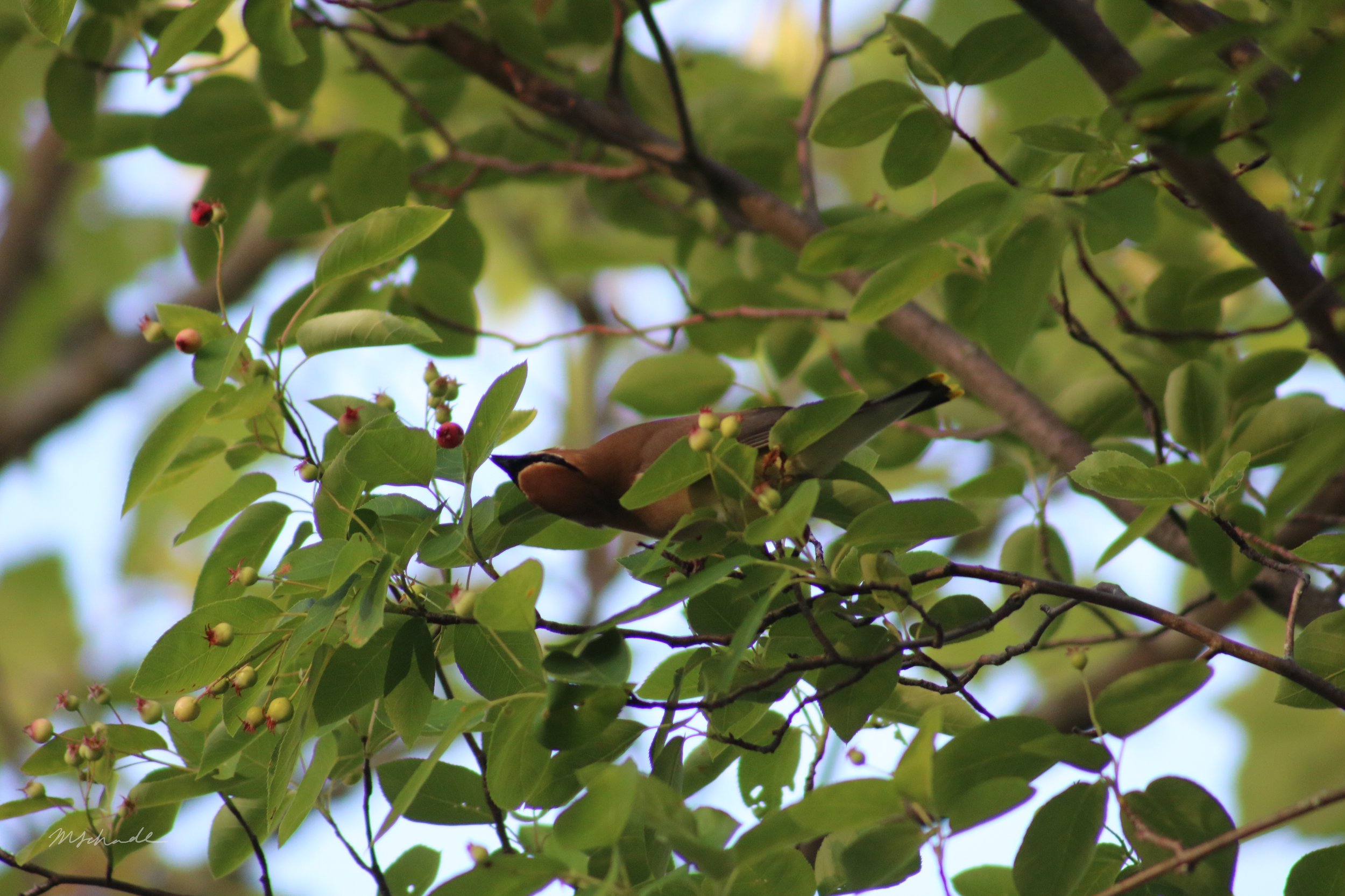 Cedar Waxwing Upside down.jpg