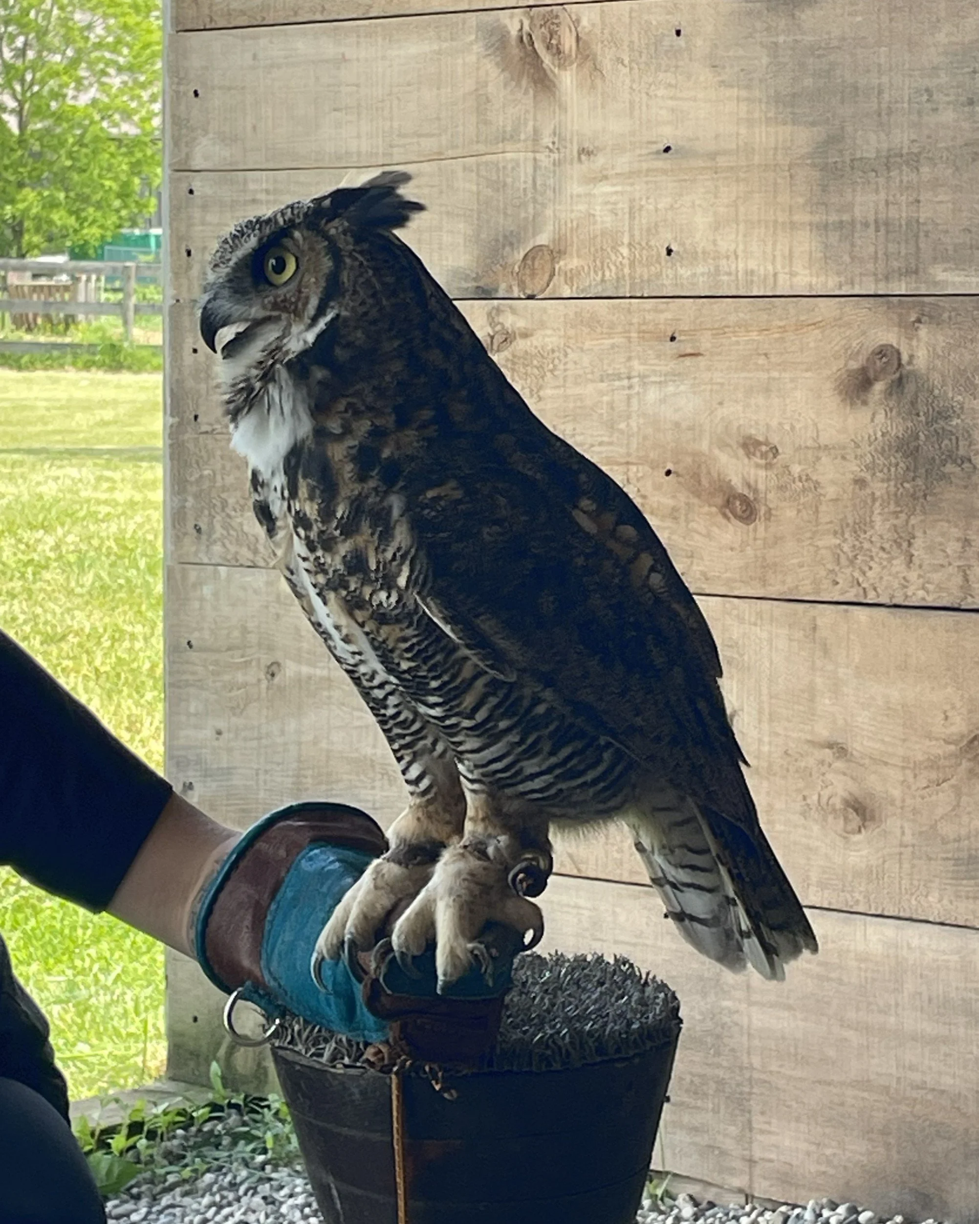 Great Horned Owl
