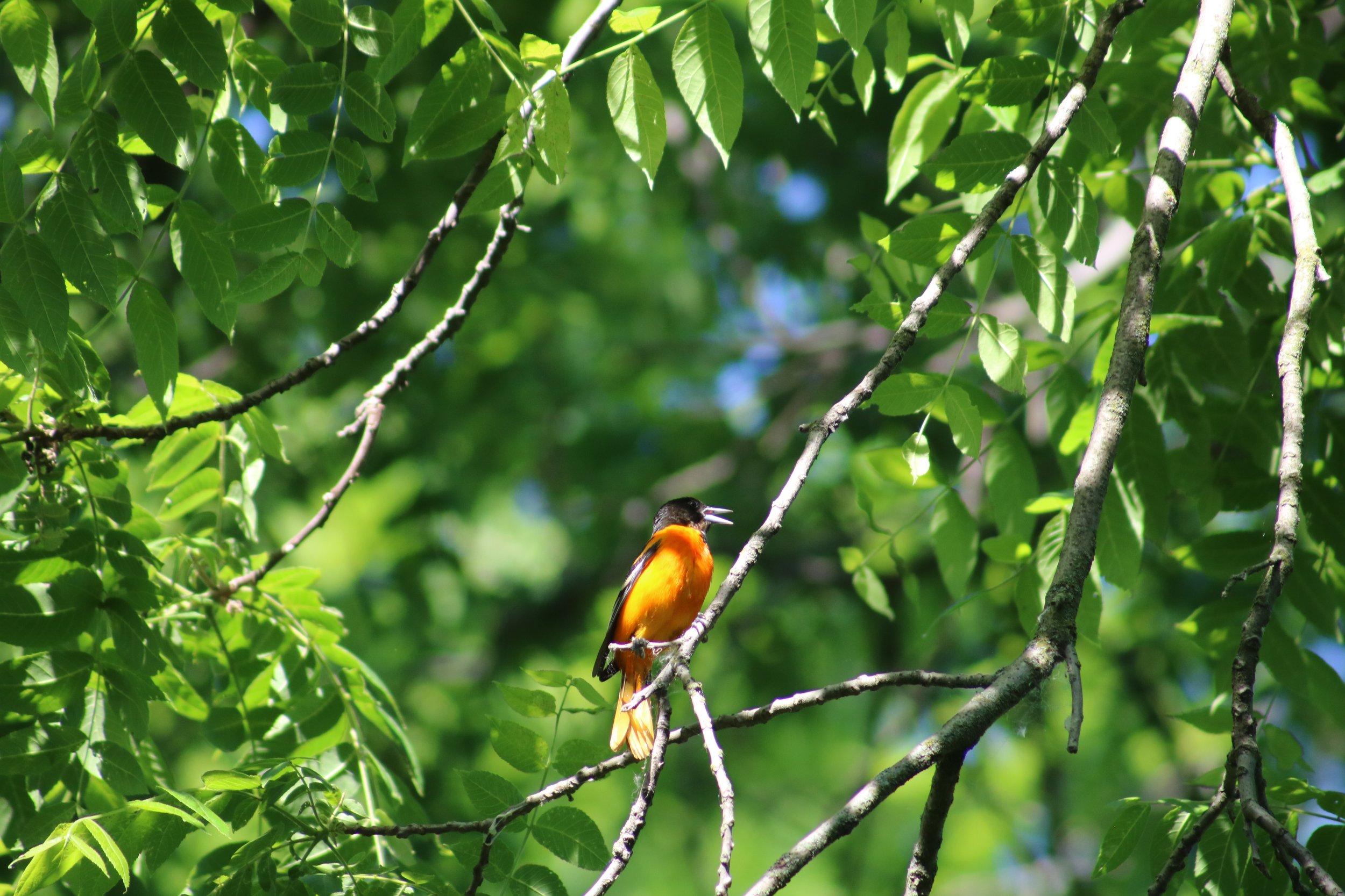 Bronte, ON, 2026-06-12