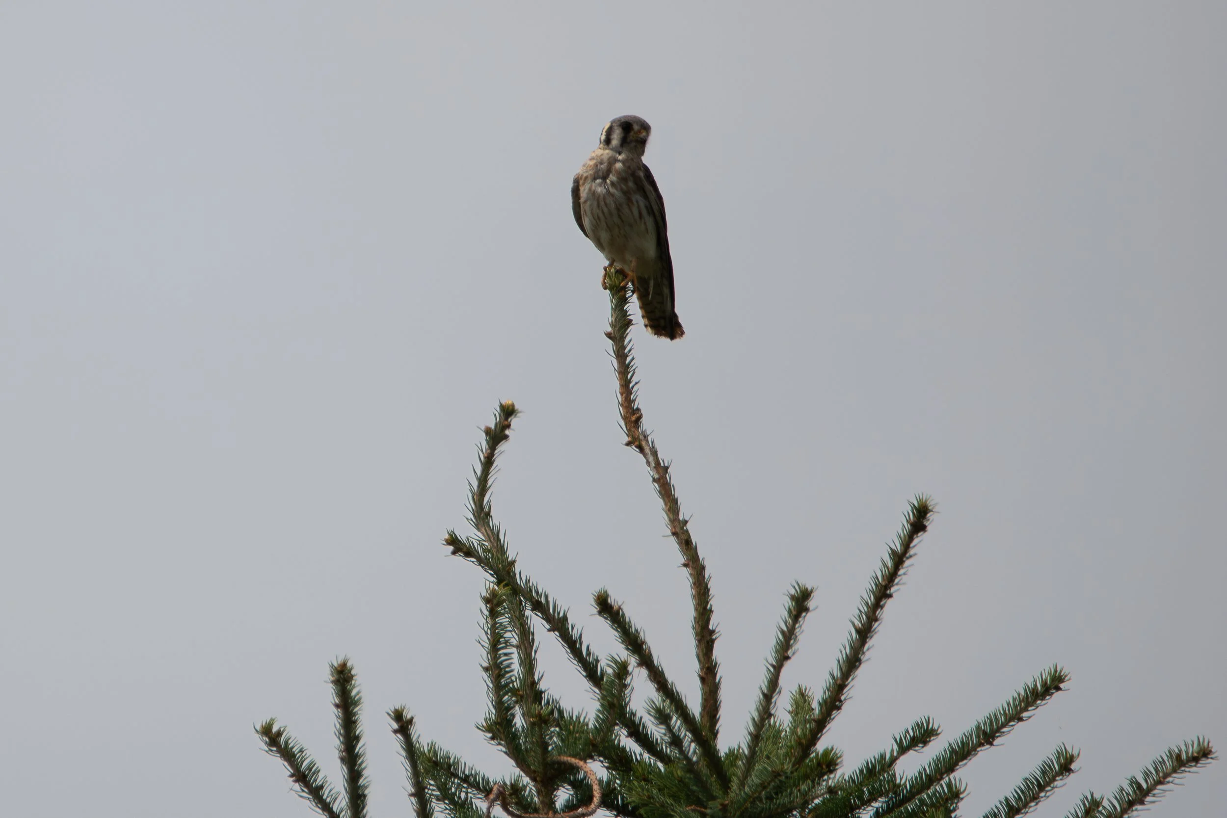 Bronte, ON, 2026-08-01