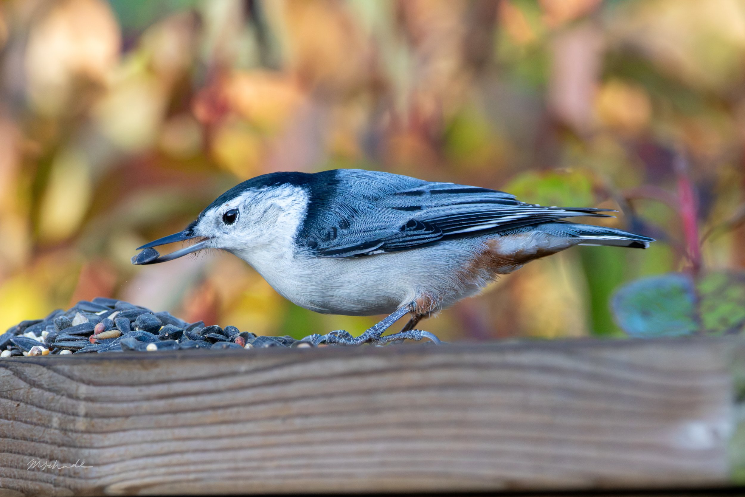 White-breasted Nuthatch (3).jpg