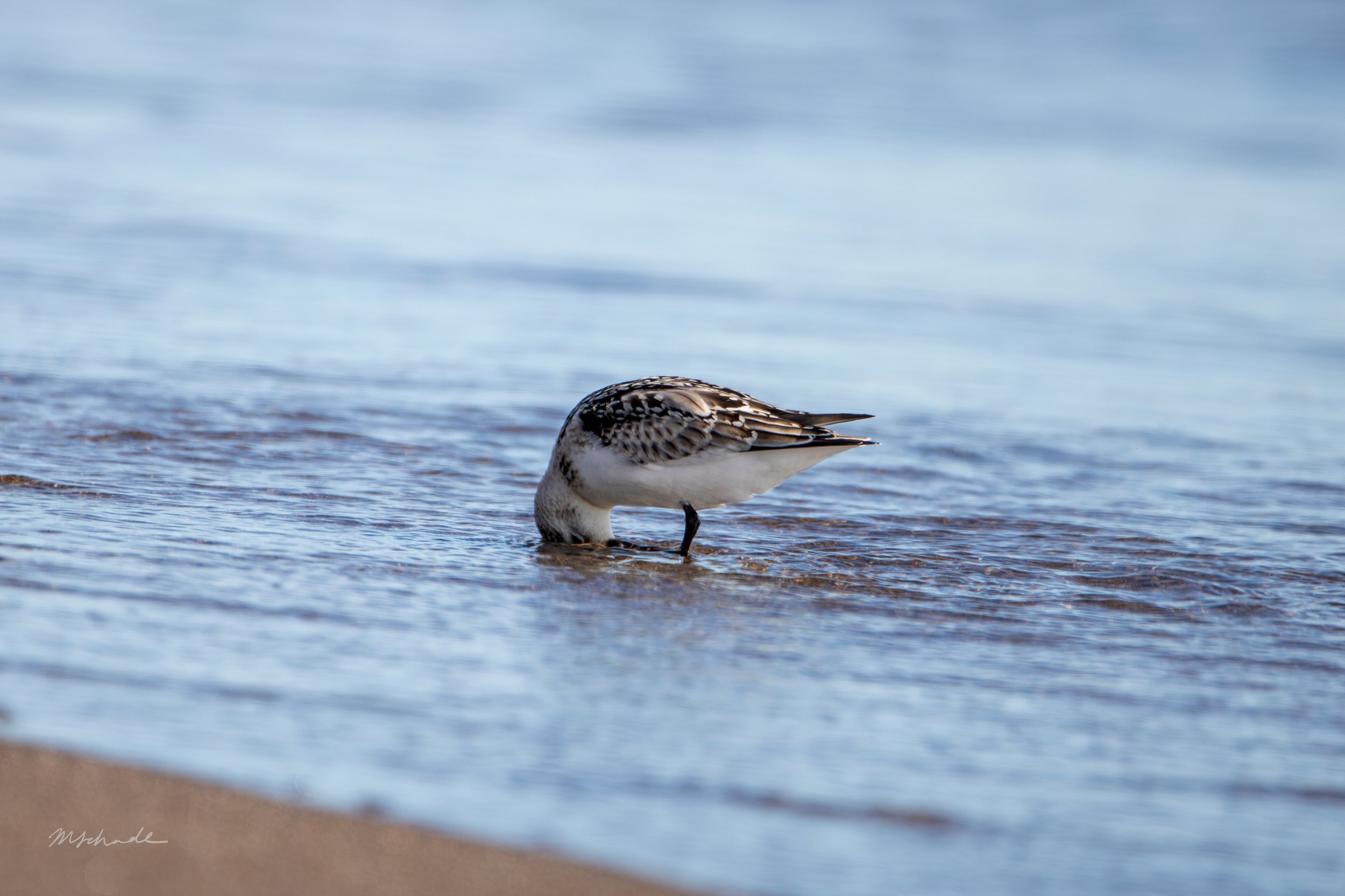 Sanderling dunk.jpg