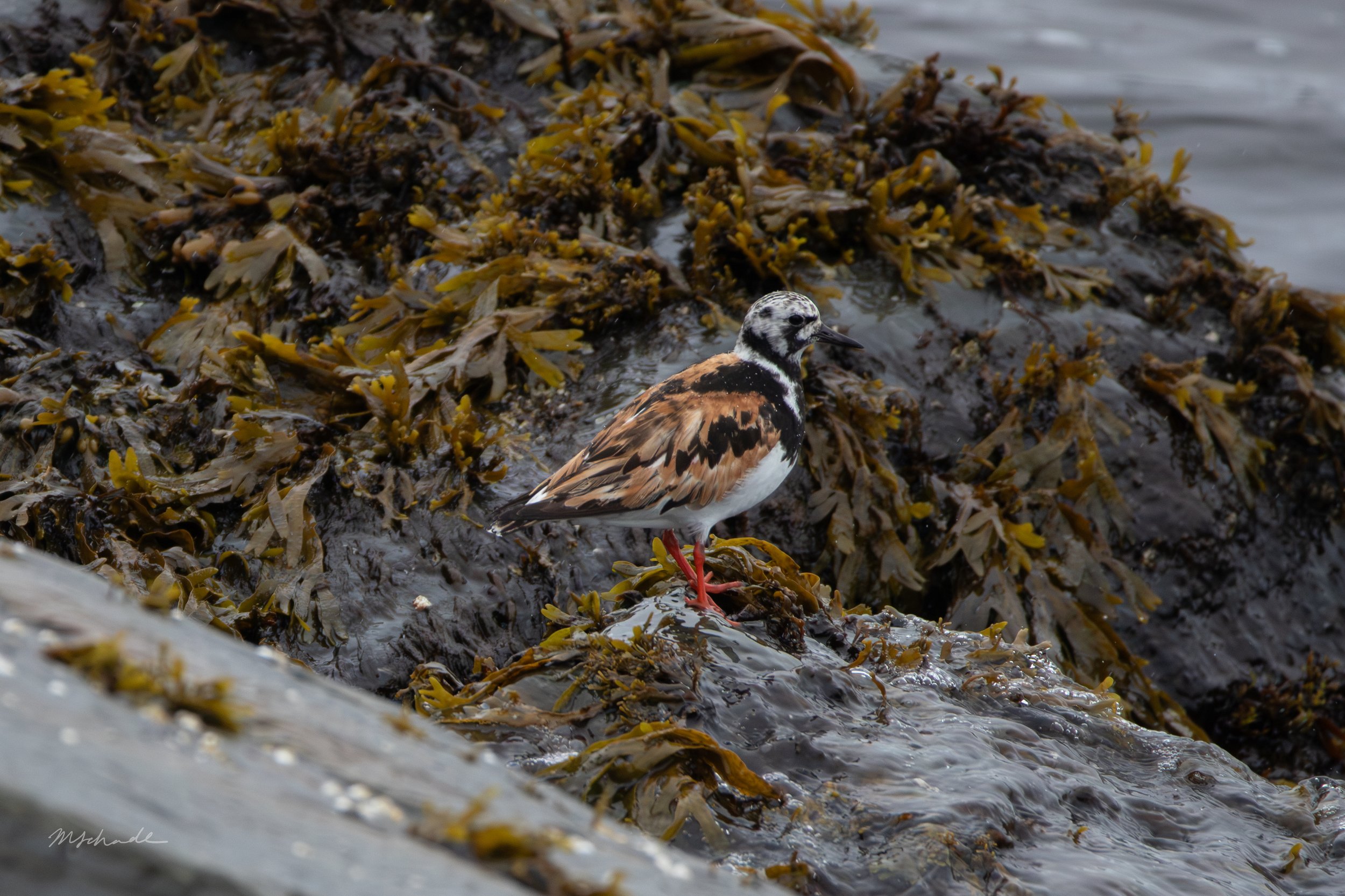 Cow Head, NL, 2026-08-05