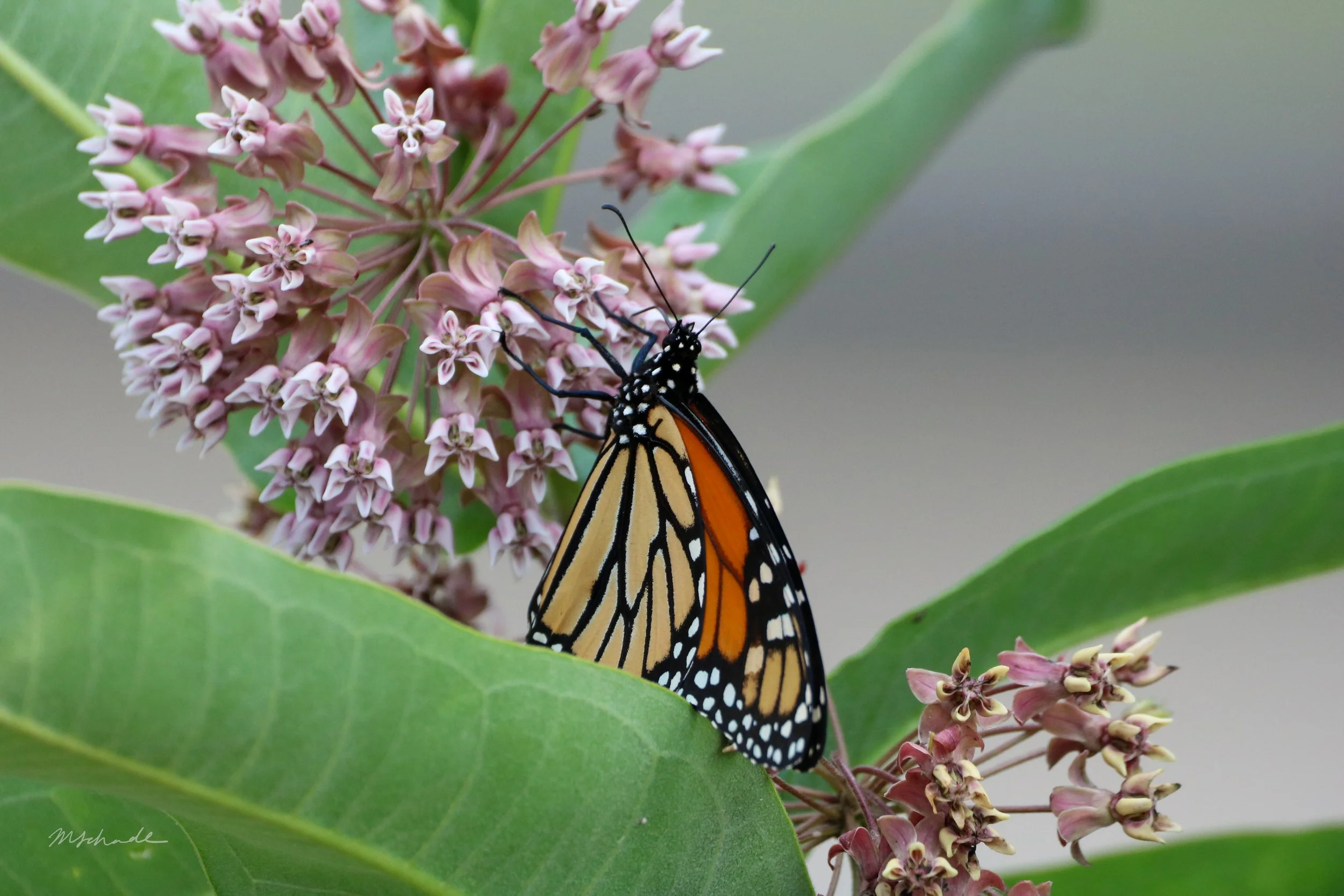 Monarch