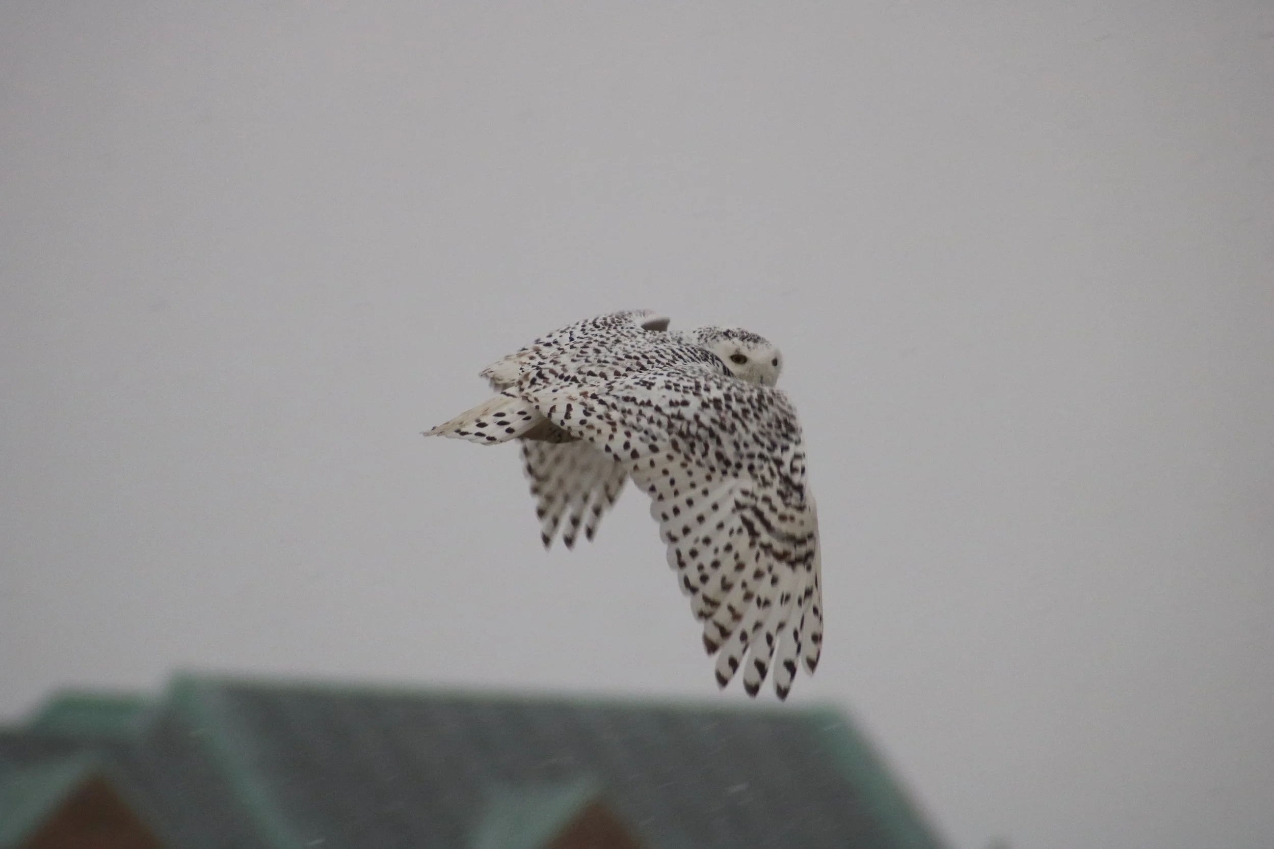 IMG_4320.JPG