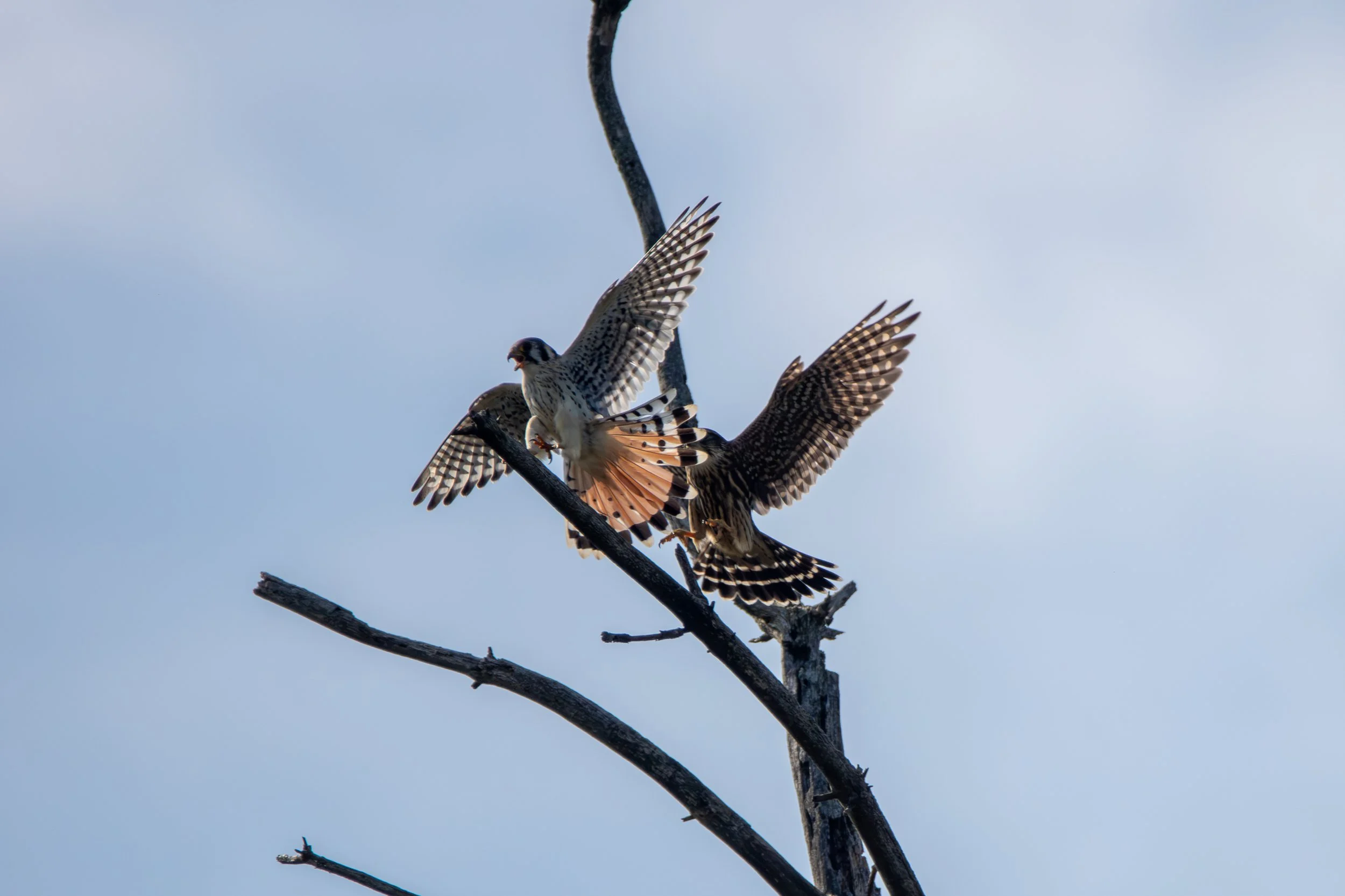 Merlin vs Kestrel (5).jpg