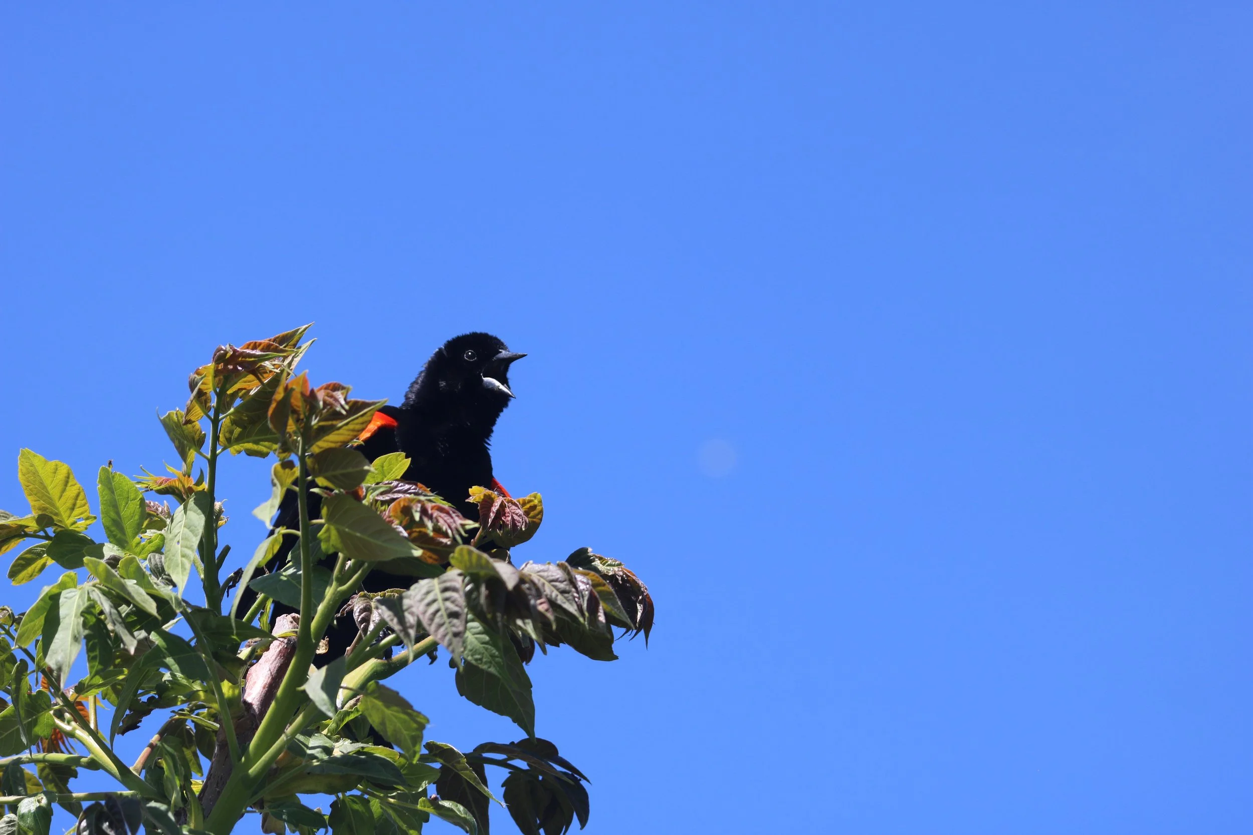 Red-Winged Blackbird