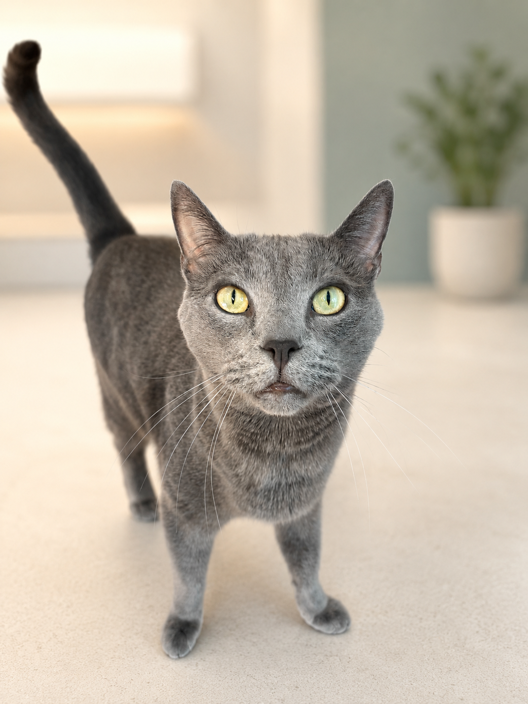 Meraki Veterinary Wellness, Cat & Kitten Appointments