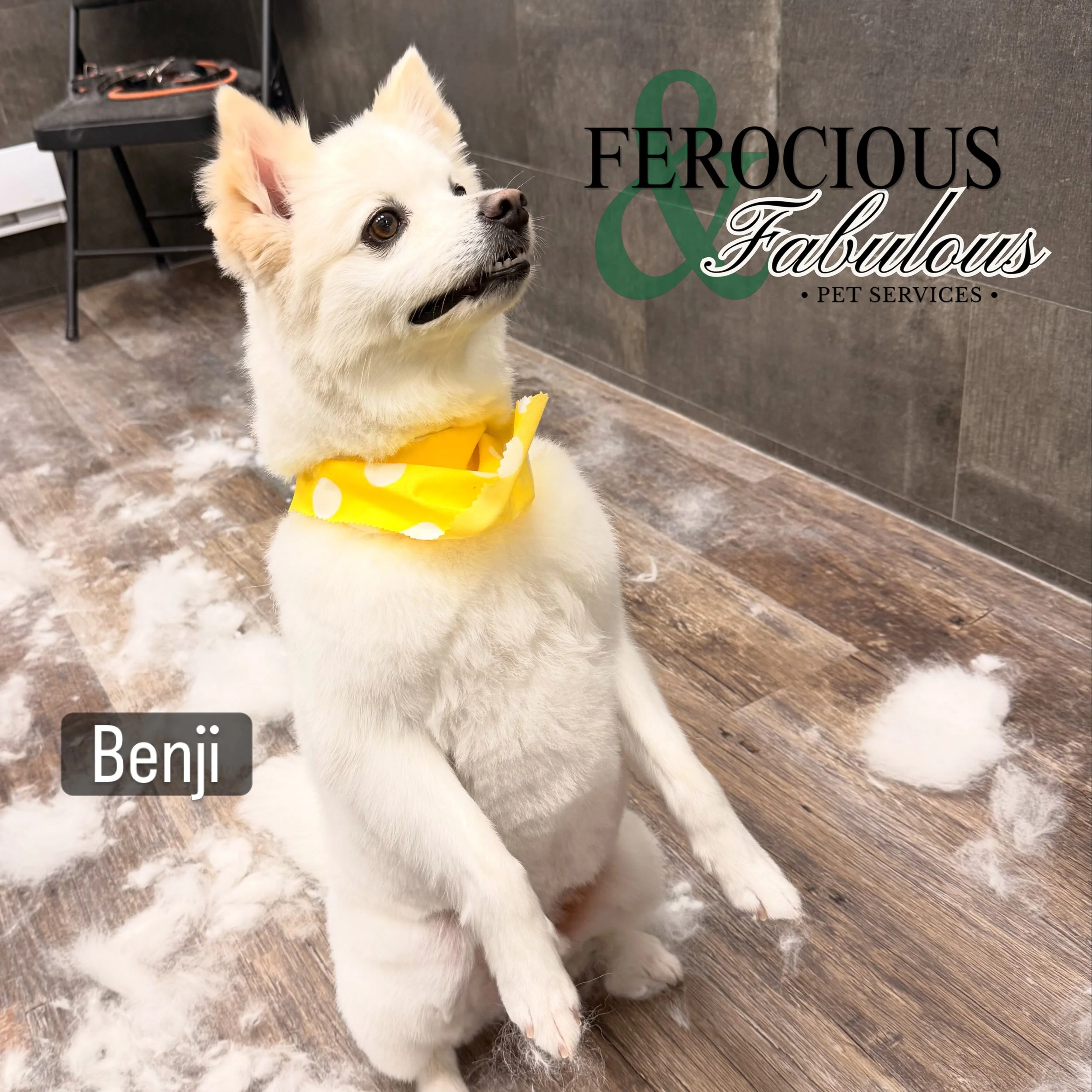Benji and Koji left the salon looking like a BLIZZARD hit it! 🌨️ I love the way Benji sits up when we waits for his parents! 💚💚
.
.
I&rsquo;m Ryath (He/They) 🐩 I&rsquo;m your pets Professional Pet Stylist! I offer nail, bath, and haircut services