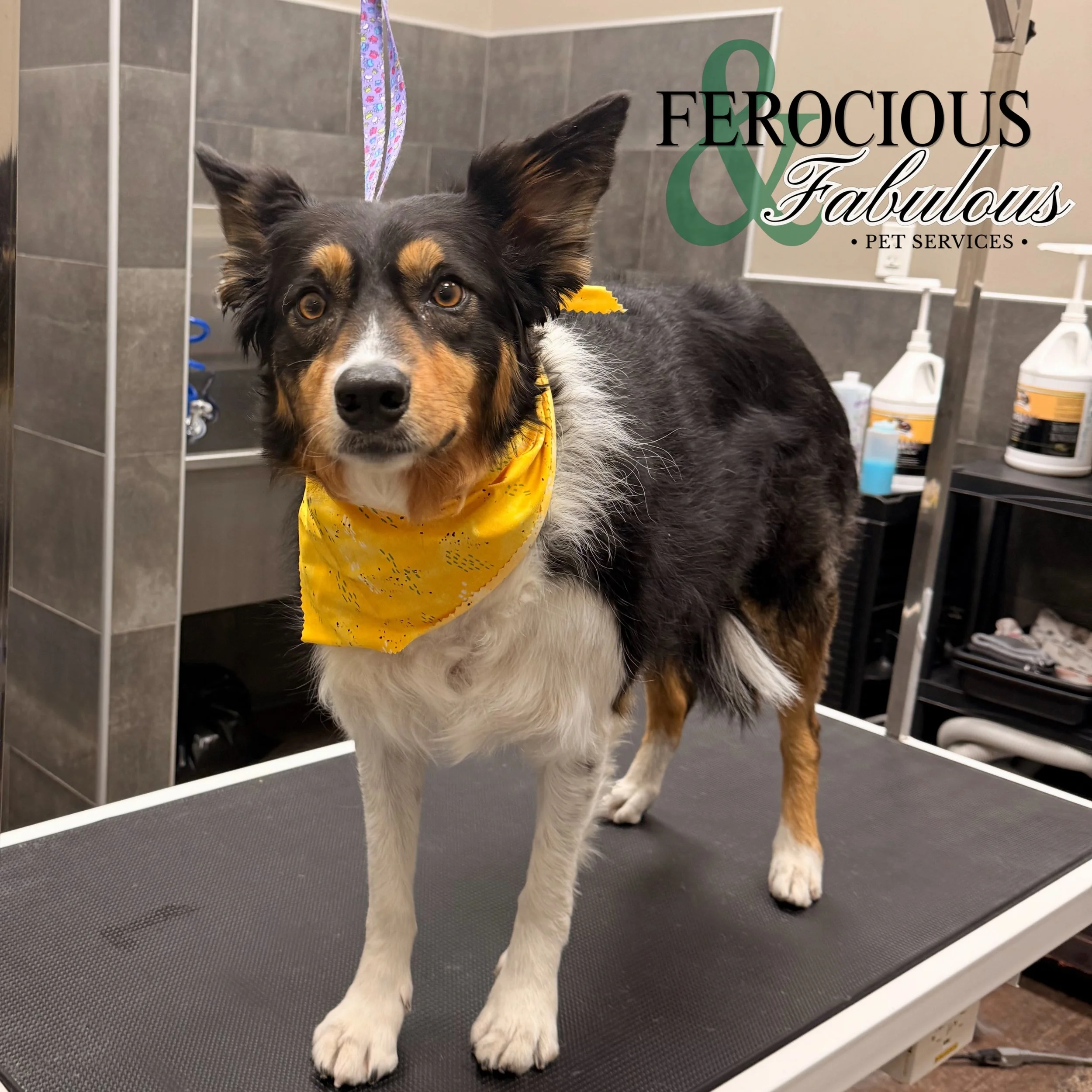Sadie is always so pleasant when she visits! 🌸
.
.
I&rsquo;m Ryath (He/They) 🐩 I&rsquo;m your pets Professional Pet Stylist! I offer nail, bath, and haircut services for pets in a private, kennel-free environment! 🐶 #petgrooming #dogsoflondonontar