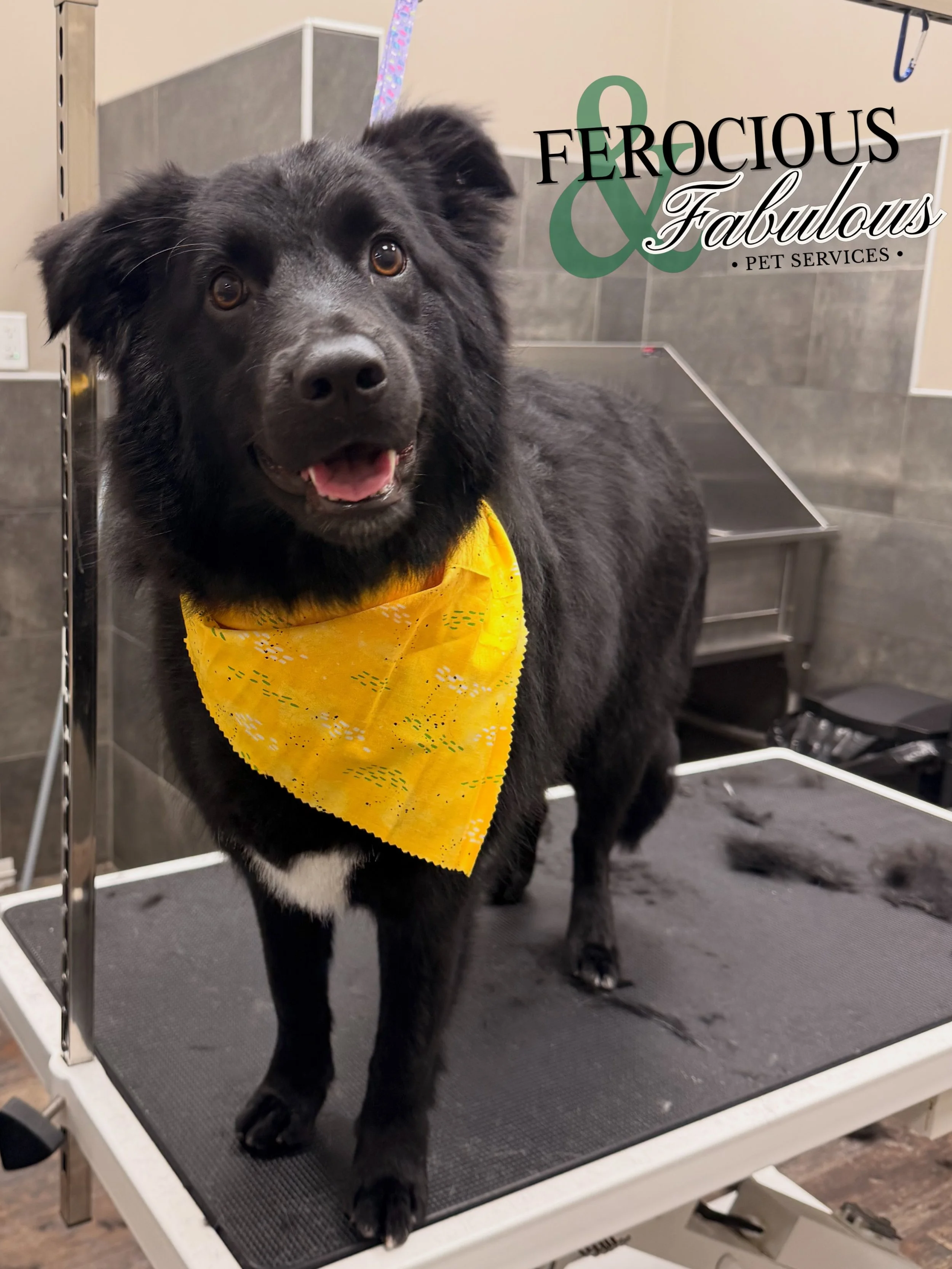 Stevie is absolutely stunning after her springtime shedding treatment! 🌻 Good girl!! 
.
.
I&rsquo;m Ryath (He/They) 🐩 I&rsquo;m your pets Professional Pet Stylist! I offer nail, bath, and haircut services for pets in a private, kennel-free environm