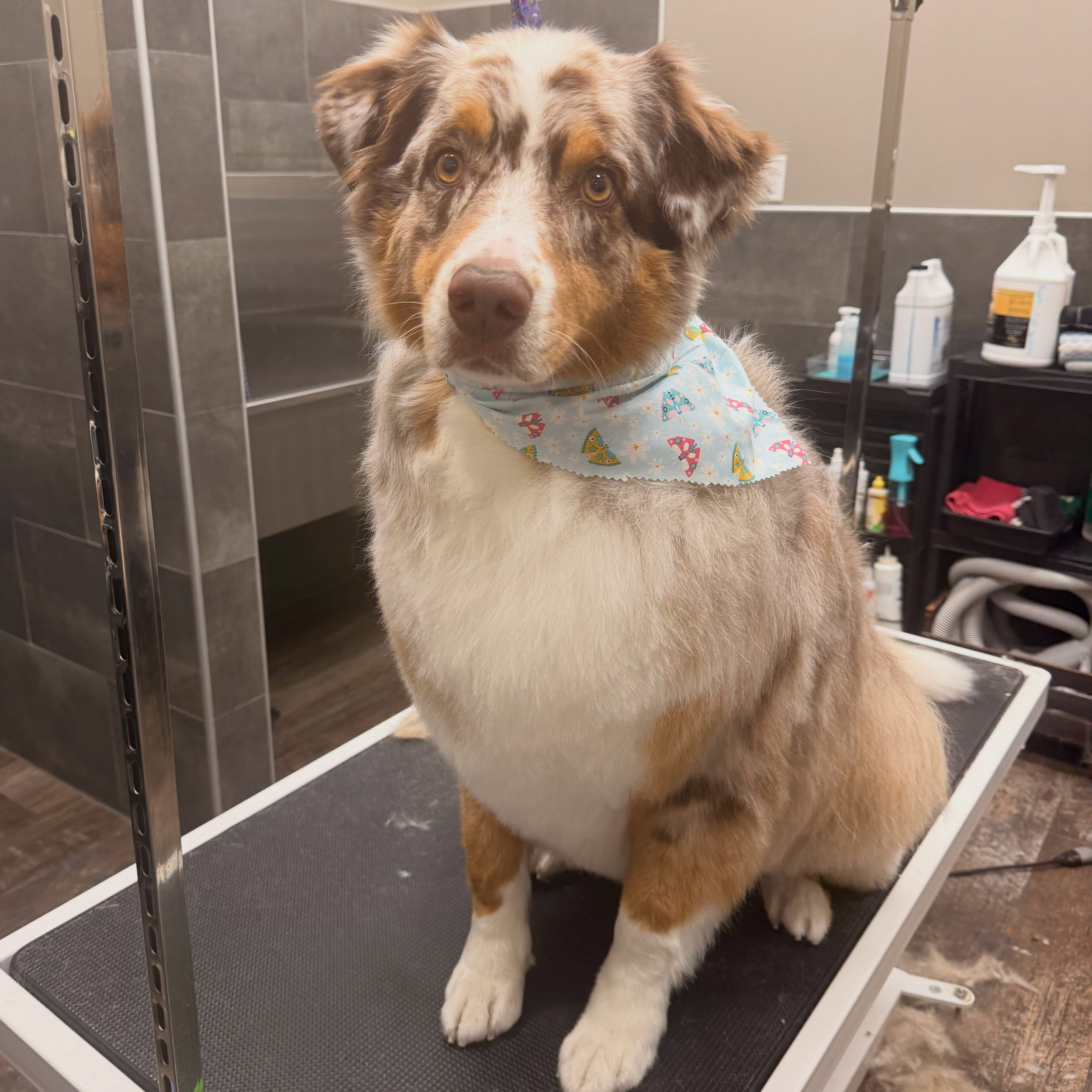 Seed got a huge de-shedding treatment for his Spring haircut! It was a blizzard of Aussie fur in the salon! 🤧
.
.
I offer nail, bath, and haircut services for pets in a private, kennel-free environment! 🐶 #petgrooming #dogsoflondonontario #transown