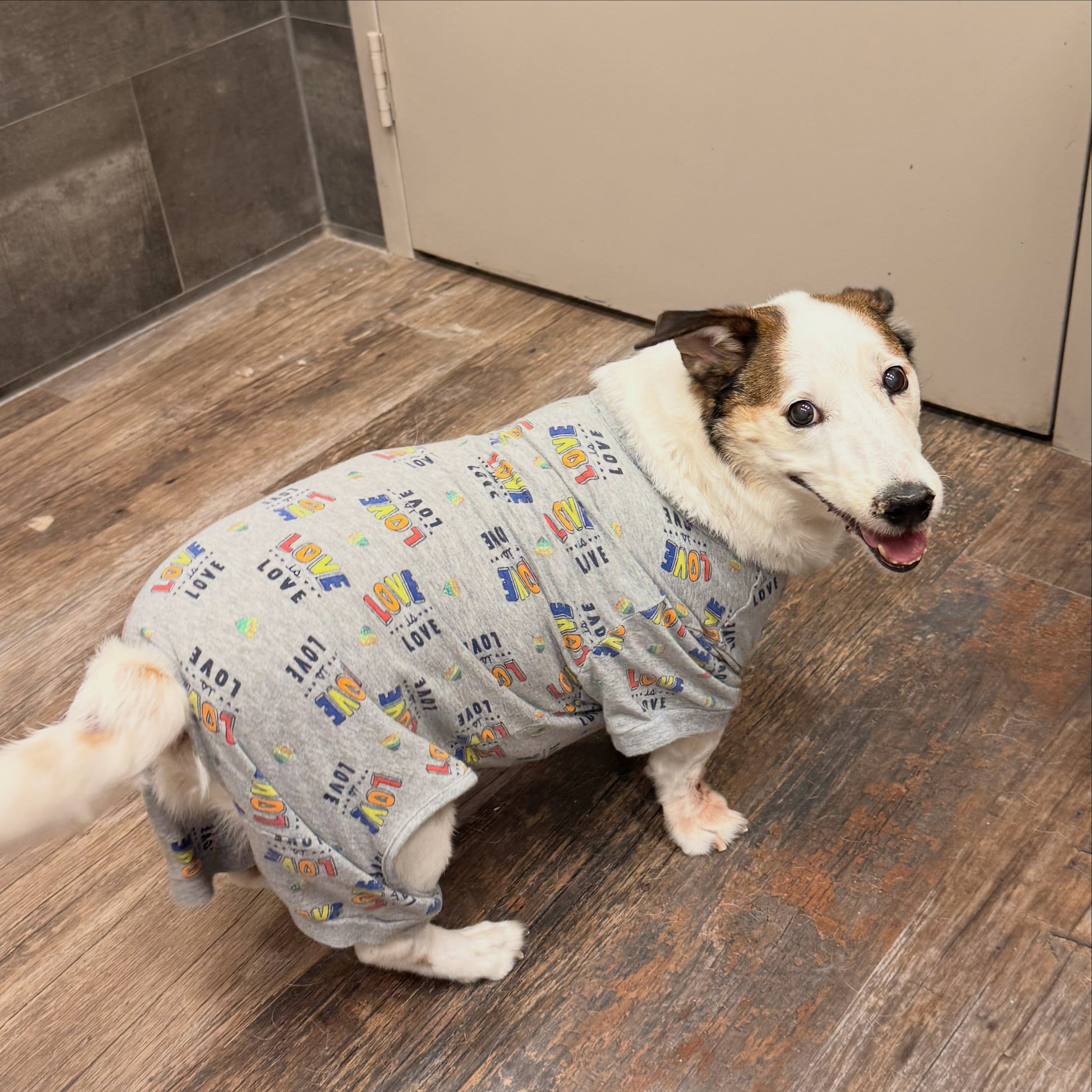 Kojack is so cute in his little jammies!! 🏳️&zwj;🌈 
.
.
I offer nail, bath, and haircut services for pets in a private, kennel-free environment! 🐶 #petgrooming #dogsoflondonontario #transownedbusiness #localbusiness #jackrussellmix