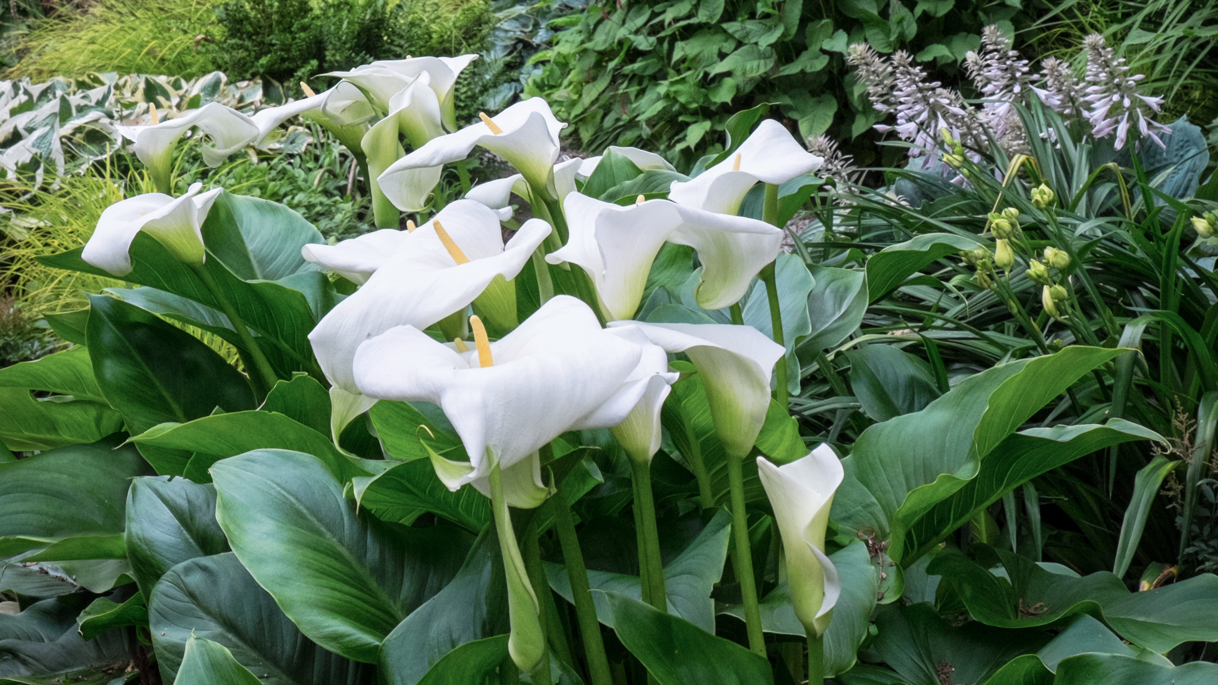 calla lily.png