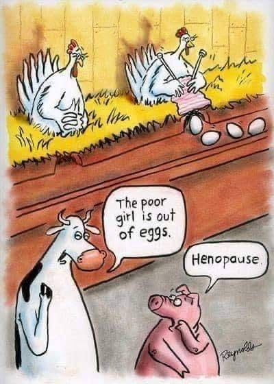 menopause therapy chicago comic with hens knitting and laying eggs. cow and pig joking that one hen doesn't lay eggs because she is in "henopause"