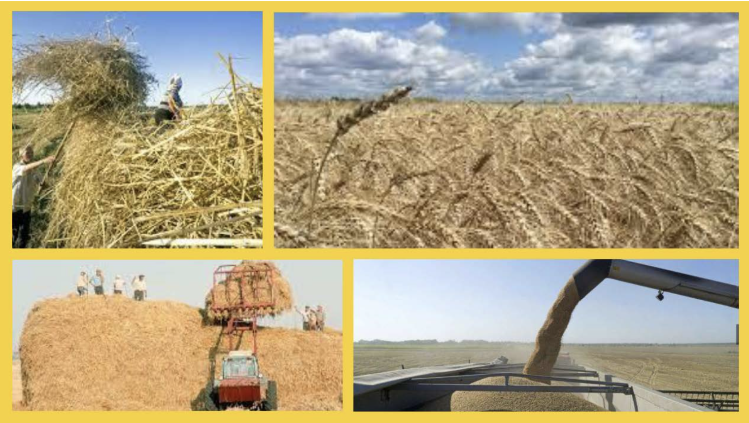 DID YOU KNOW? UKRAINE WAS A BREADBASKET OF EUROPE
