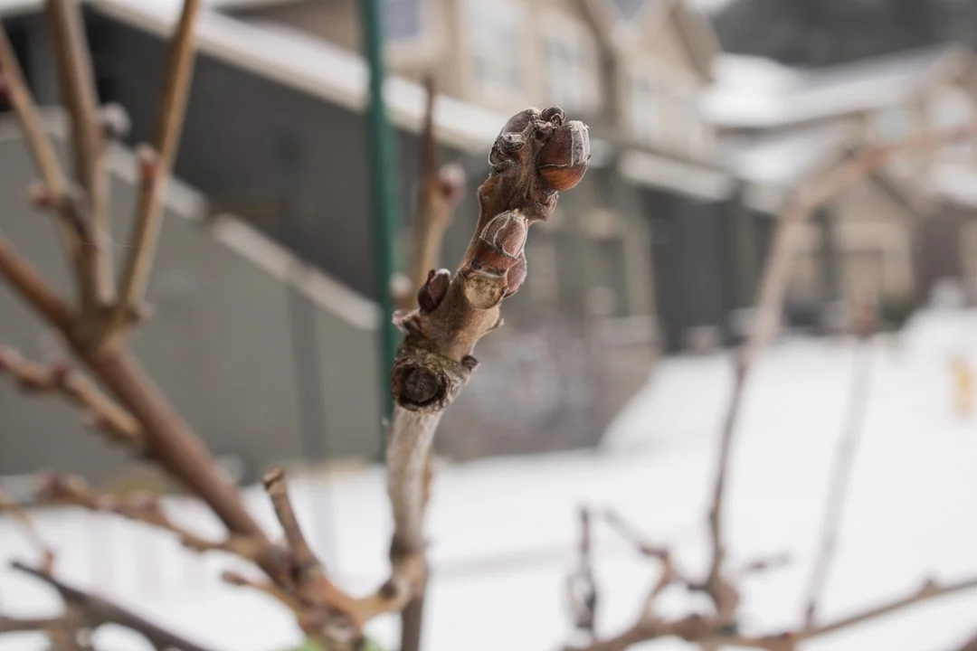 Snowday2-12-25-3.jpg