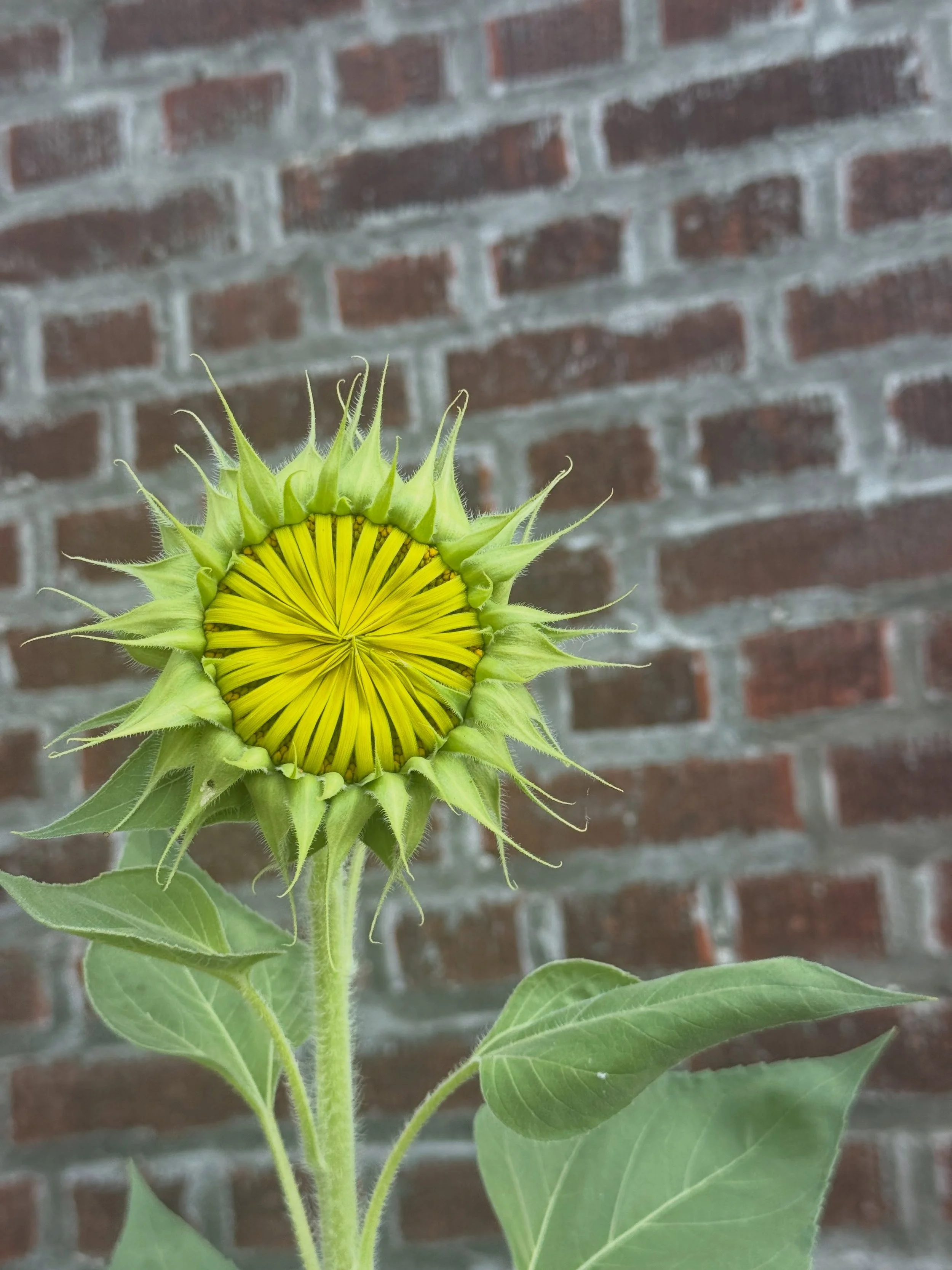 A journey. A sunflower. 🌻 🪞🤎 #sunflower #gardening  #brooklyn #hoodo